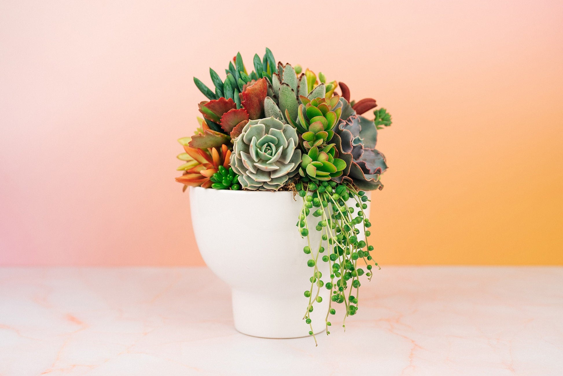White Compote Ceramic Succulent Arrangement Planter: Modern Living Succulent Gift or Centerpiece for Weddings & Events