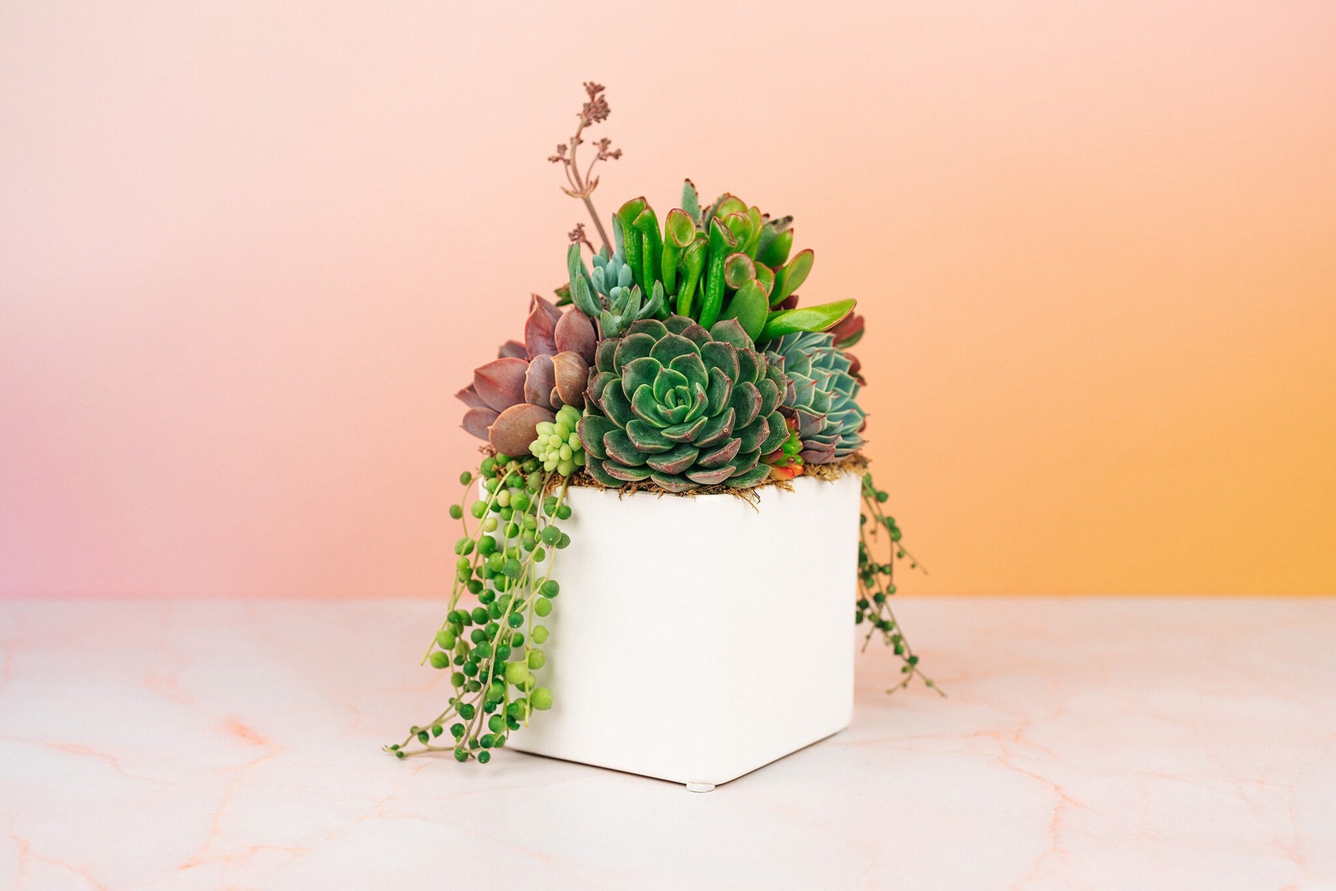 creative succulent arrangements White Cube Ceramic Succulent Arrangement Planter