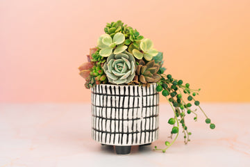 Mini Hatch Living Succulent Arrangement Gift Planter | Birthday, Sympathy, House Warming Gift for Plant Lovers | Gift for Mom