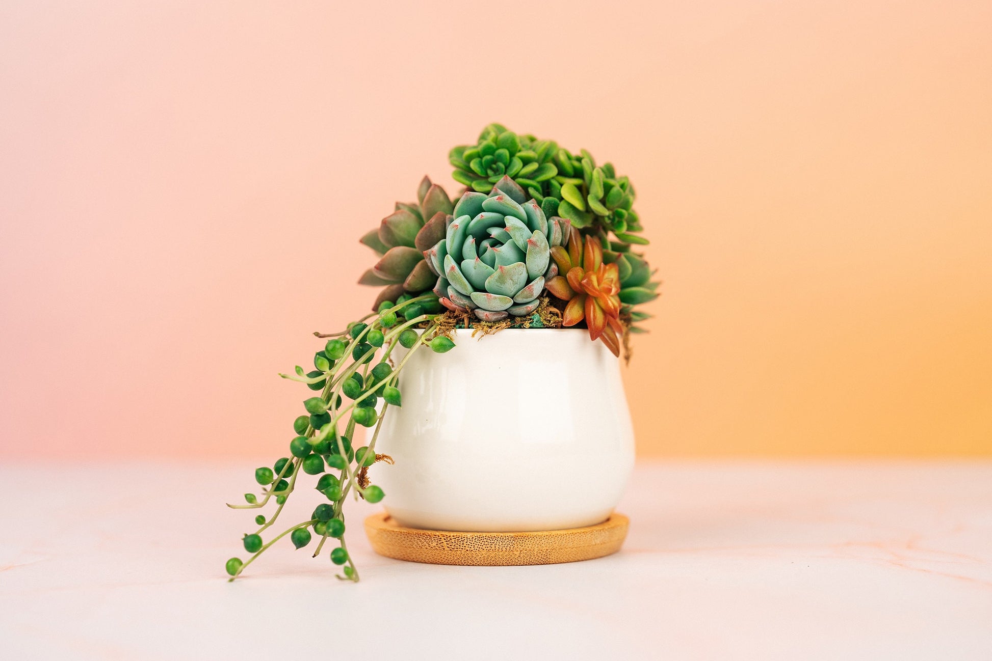 succulent plant holders Mini Succulent Pot of Gold Arrangement Planter