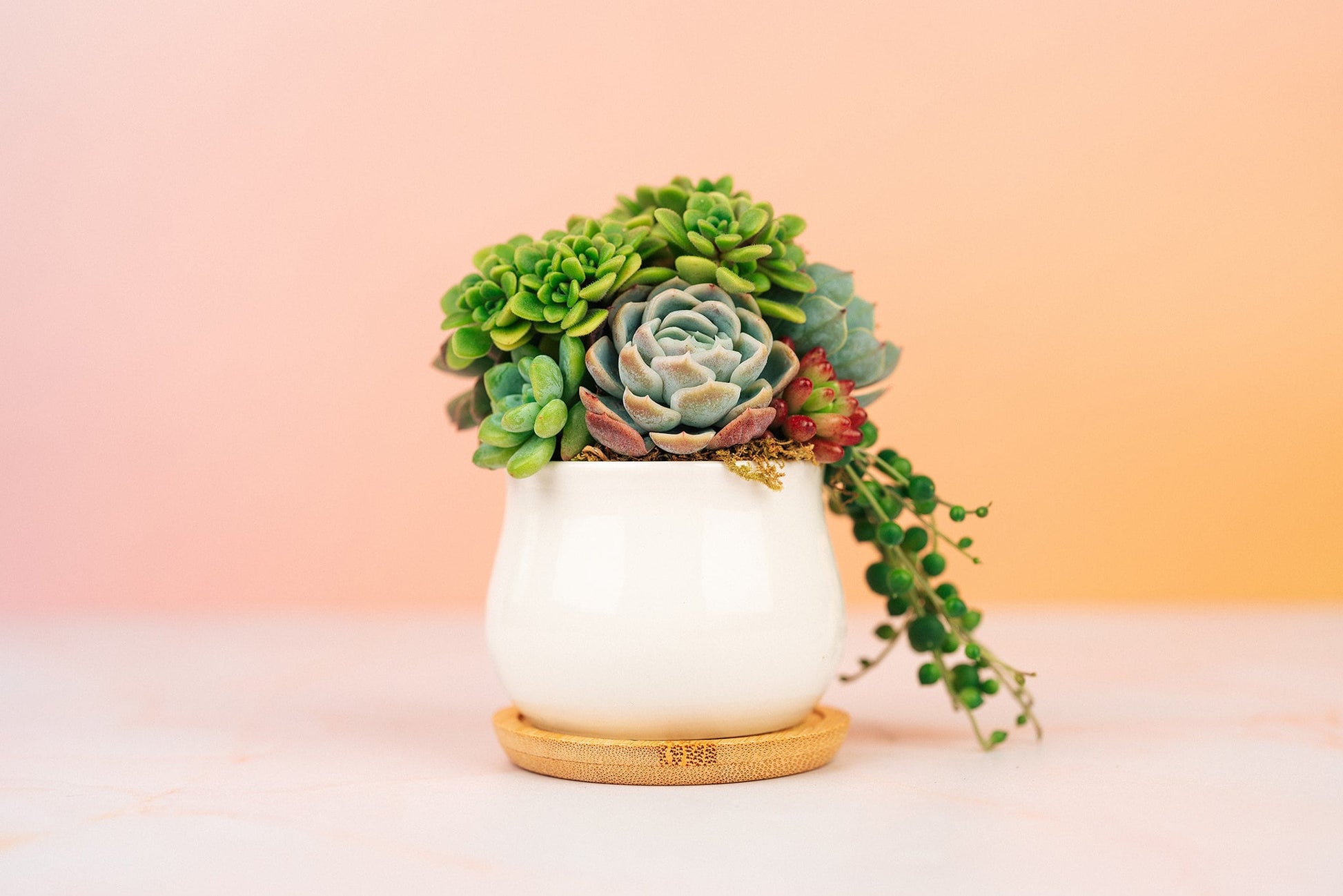 small pot planter Mini Succulent Pot of Gold Arrangement Planter