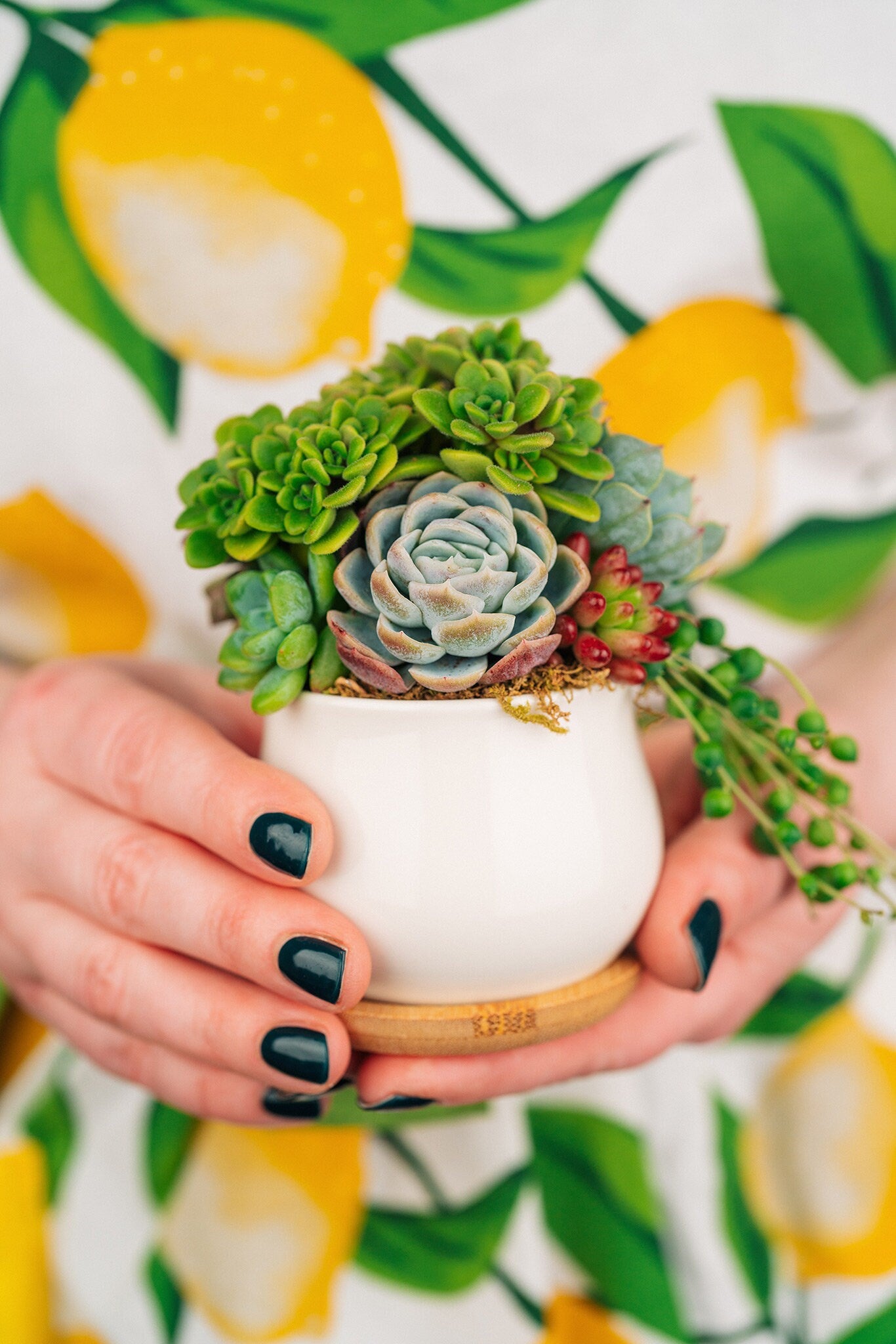 gold pot succulent Mini Succulent Pot of Gold Arrangement Planter
