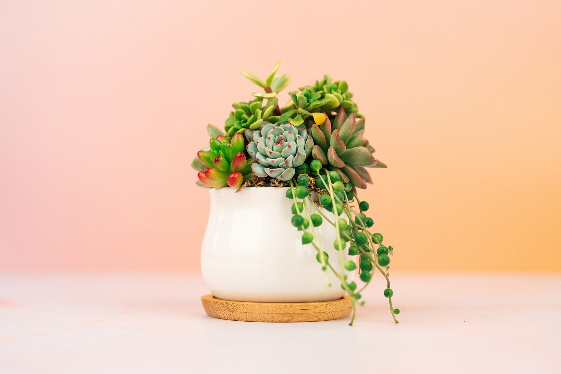 succulent plants for party favors Mini Succulent Pot of Gold Arrangement Planter