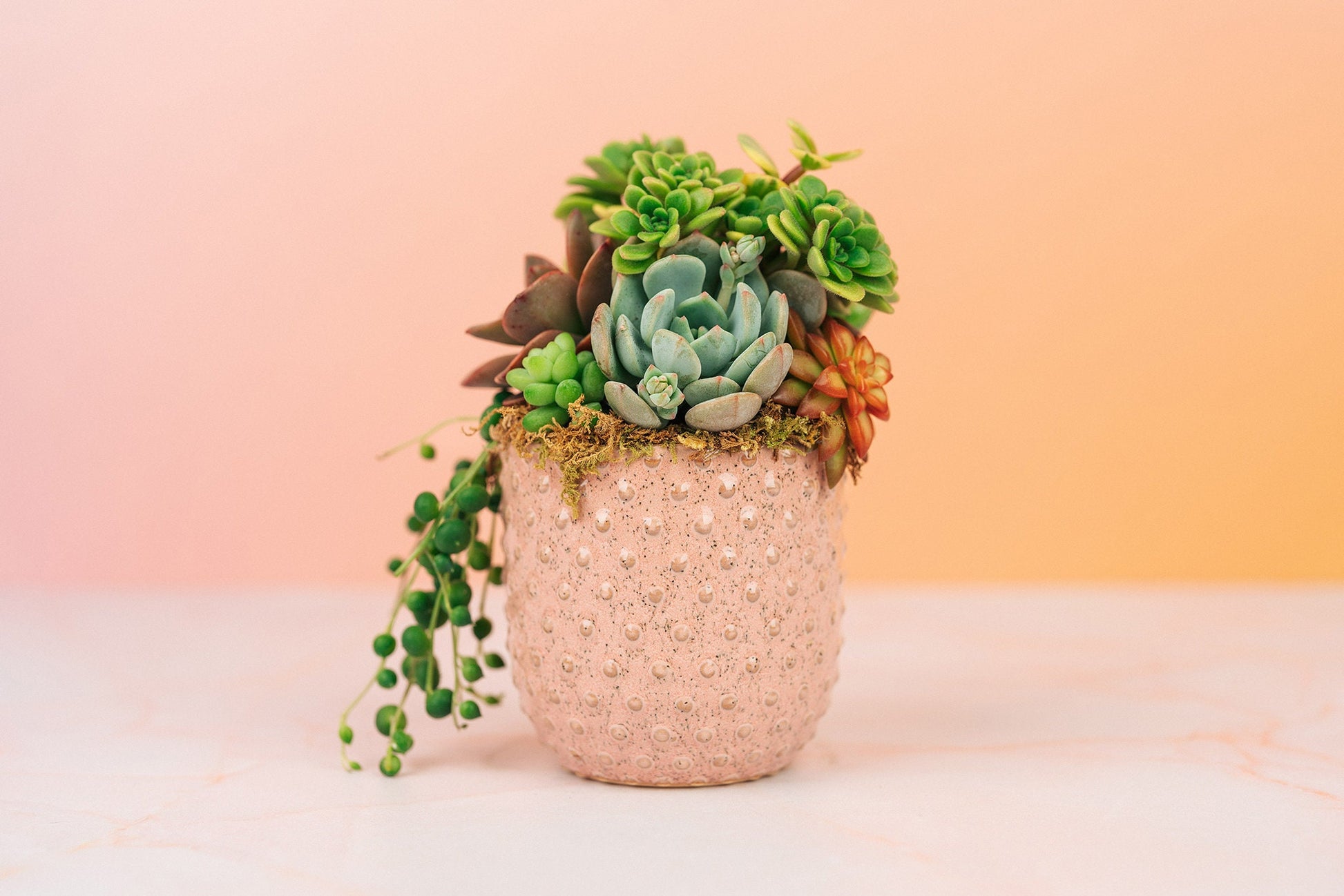 Mini Pink Succulent Arrangement Planter | Client Gift, Party Favor, Birthday, House Warming Gift for Plant Lovers | Gift for Mom