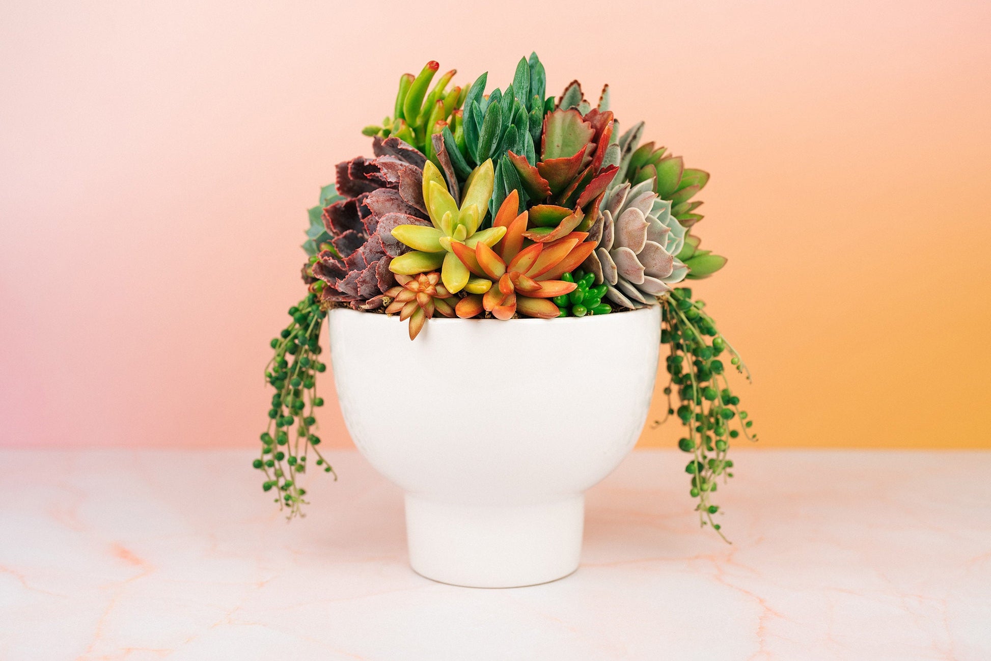 pottery succulent pots White Compote Ceramic Succulent Arrangement Planter