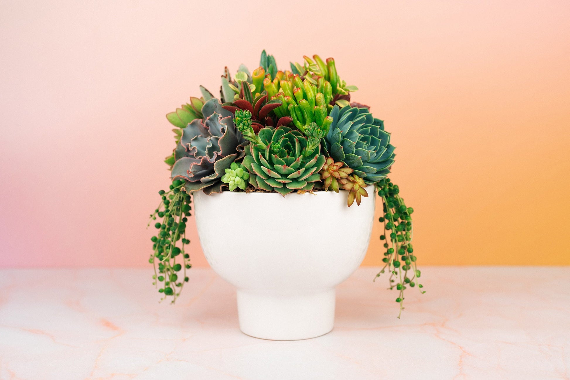 modern pots for succulents White Compote Ceramic Succulent Arrangement Planter