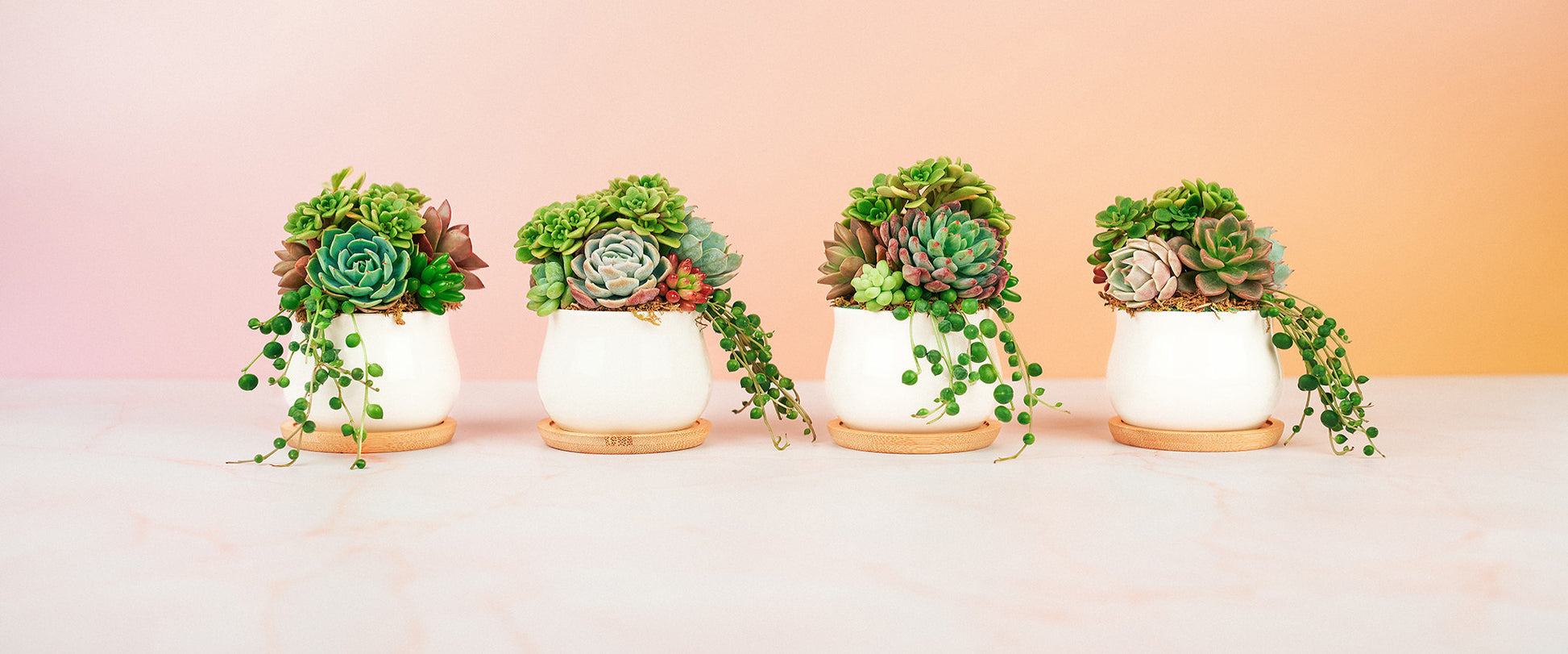 cute flower pots for succulents Mini Succulent Pot of Gold Arrangement Planter