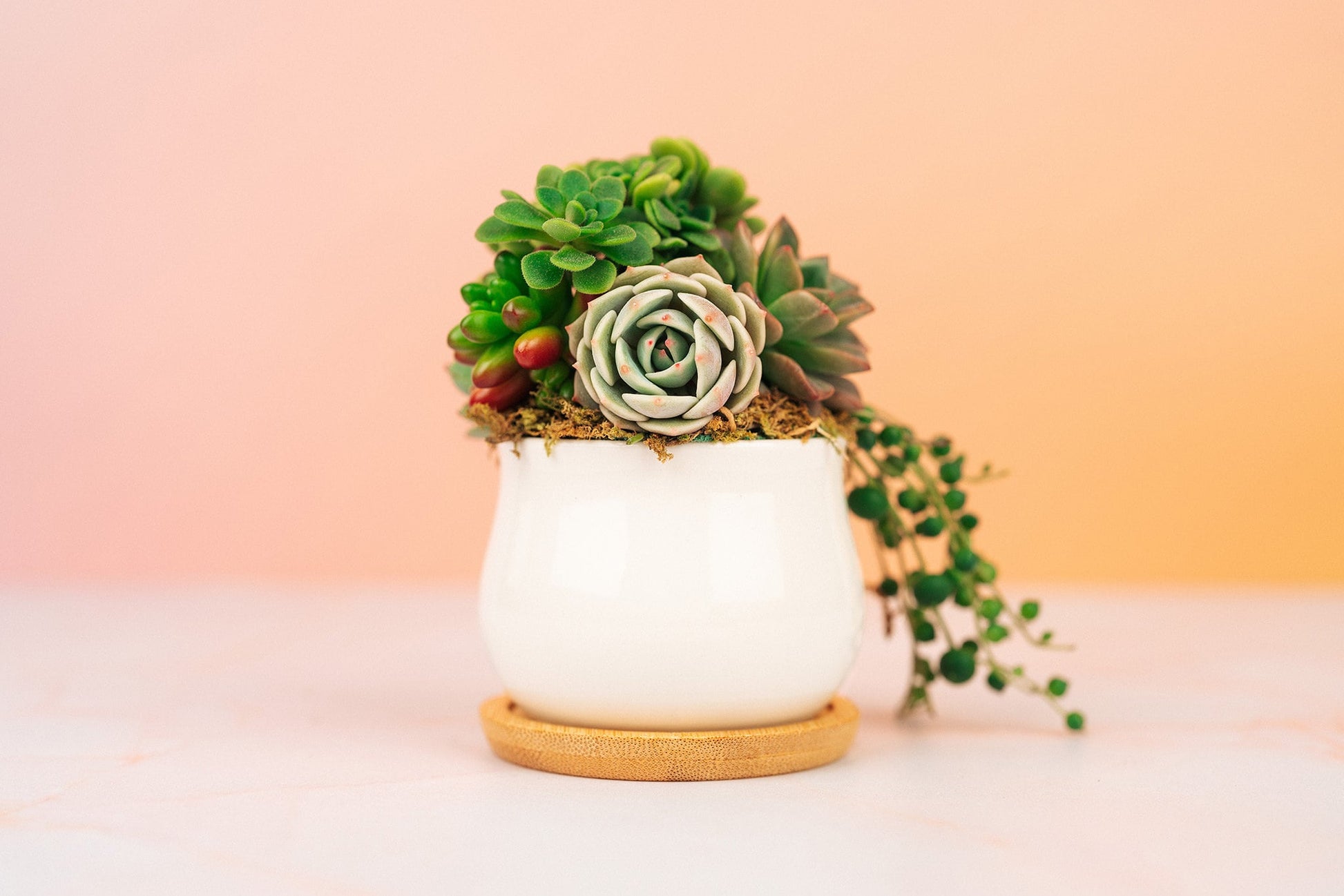 white and gold succulent pot Mini Succulent Pot of Gold Arrangement Planter