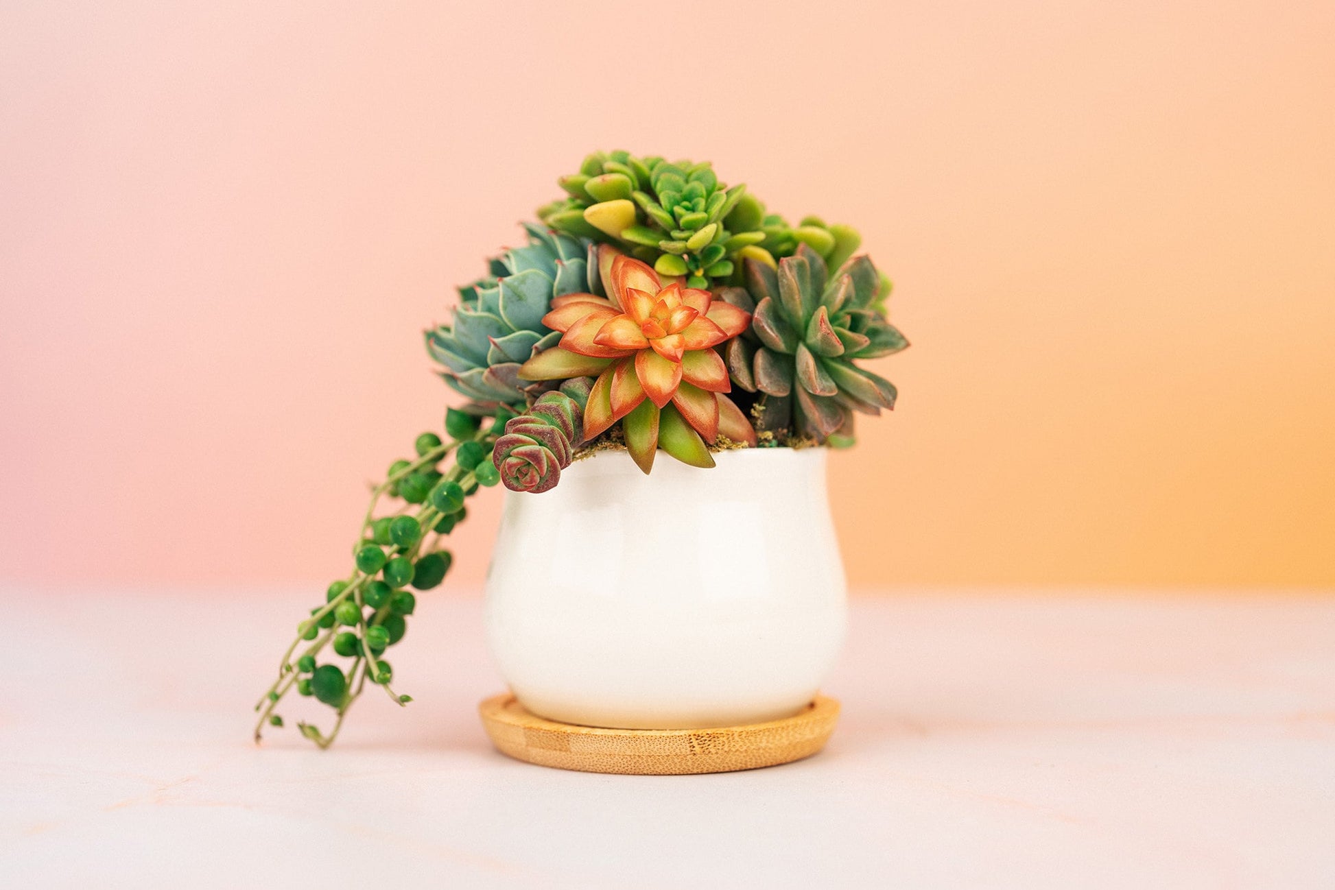 small ceramic succulent pots Mini Succulent Pot of Gold Arrangement Planter