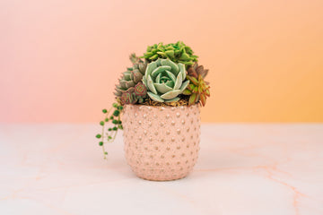 Mini Pink Succulent Arrangement Planter