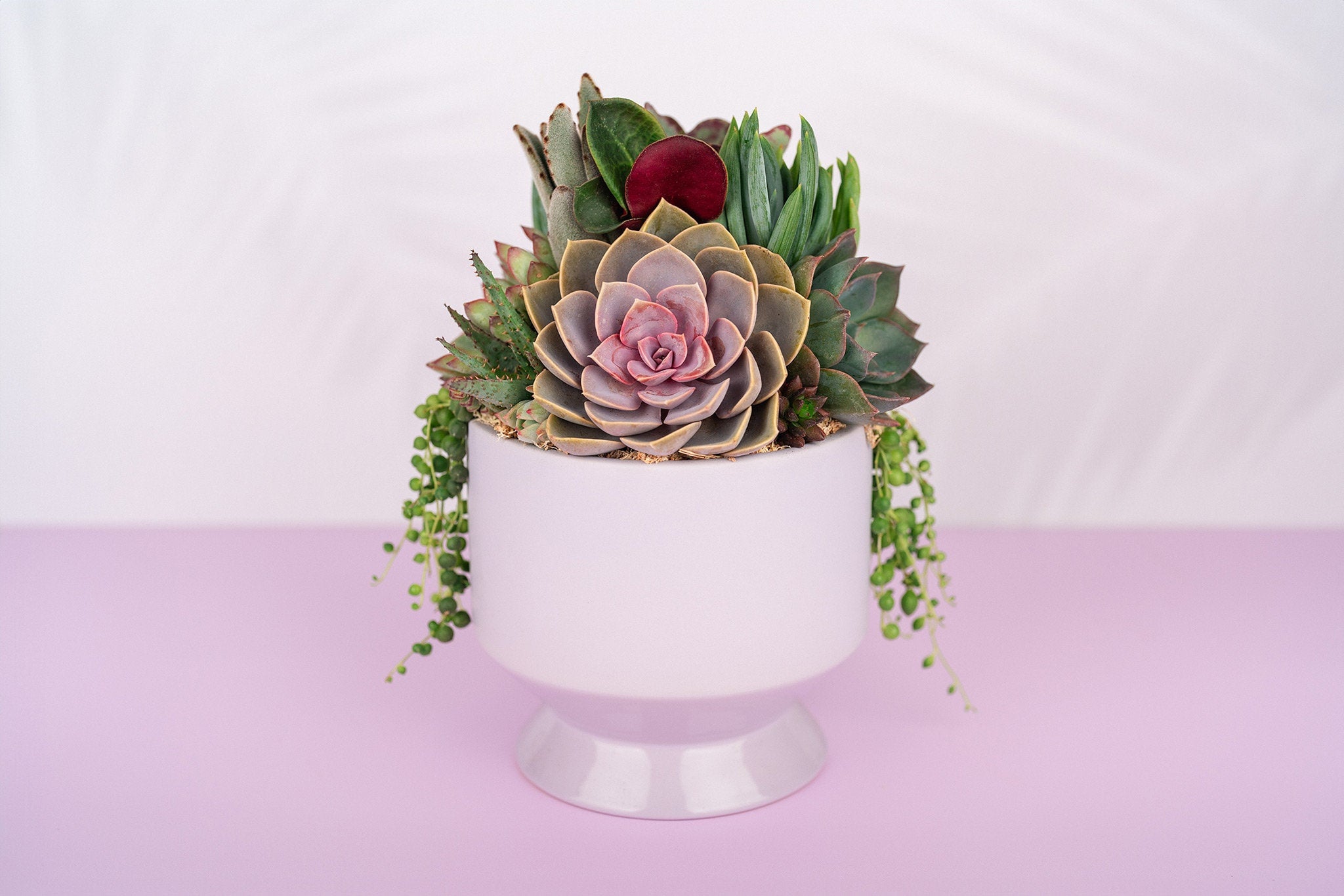 Light Purple (lilac) Footed Succulent Arrangement Planter: Living Succulent Gift, Centerpiece for Weddings and events, Housewarming Gift