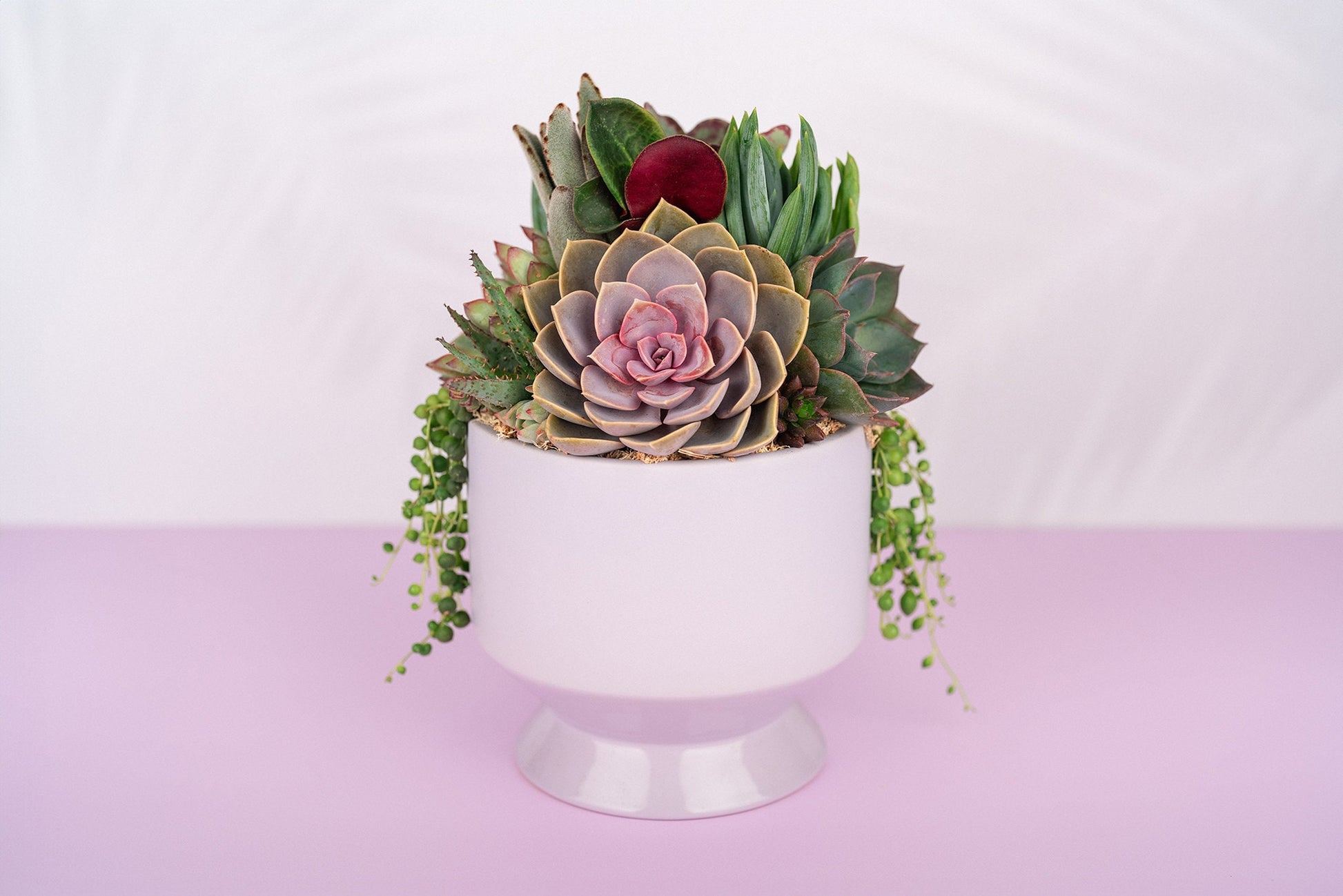 pink purple succulent Light Purple (Lilac) Footed Succulent Arrangement Planter