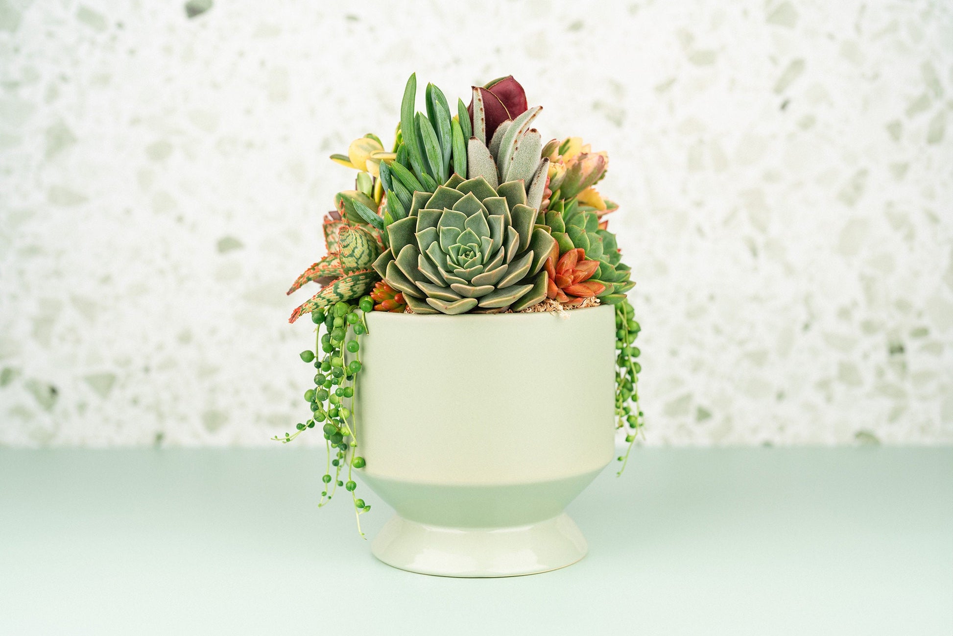 light green succulent plant Light Green (Sage) Footed Succulent Arrangement Planter