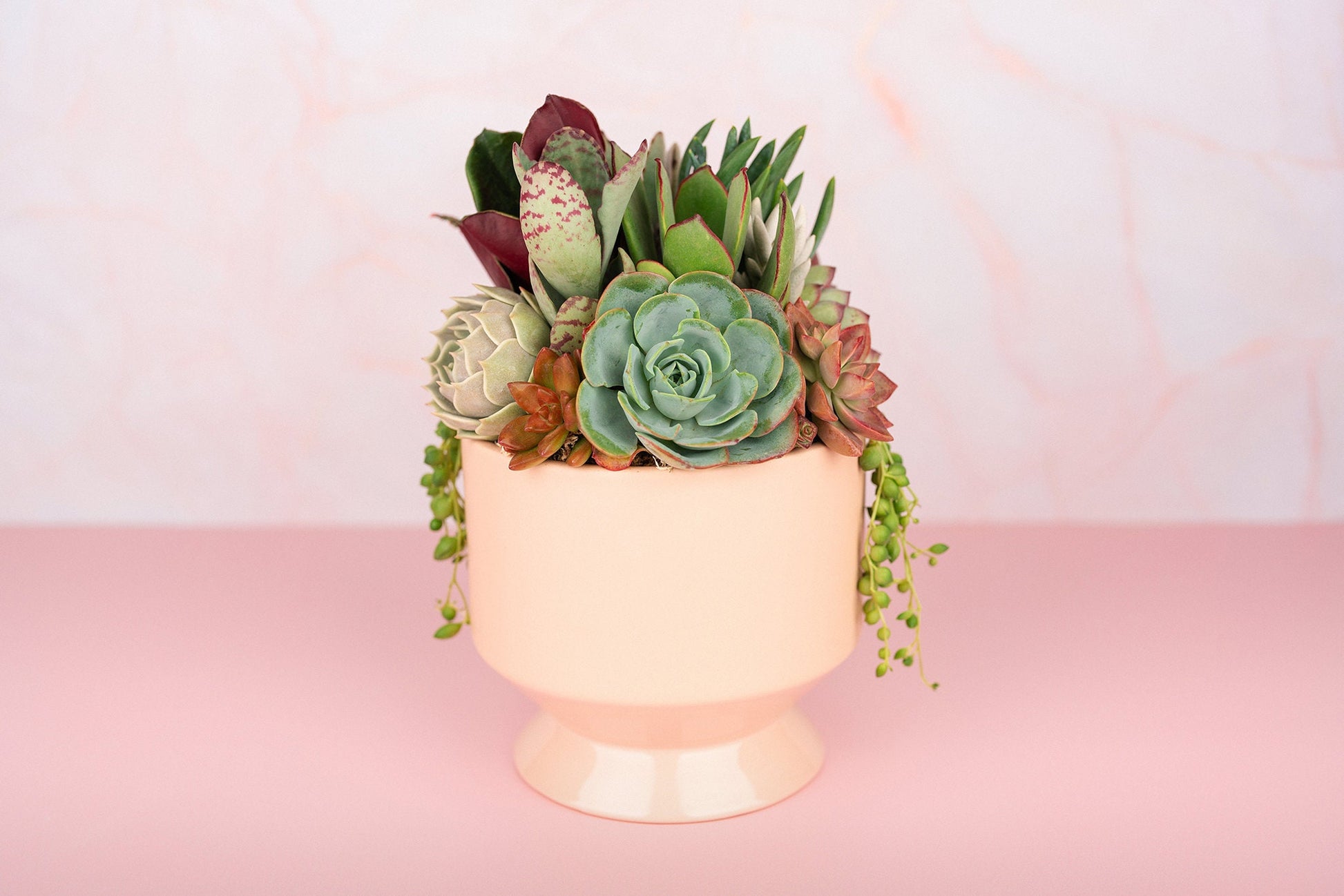 Peach (Pink/Blush) Footed Succulent Arrangement Planter: Living Succulent Gift, Centerpiece for Weddings and events, Housewarming Gift