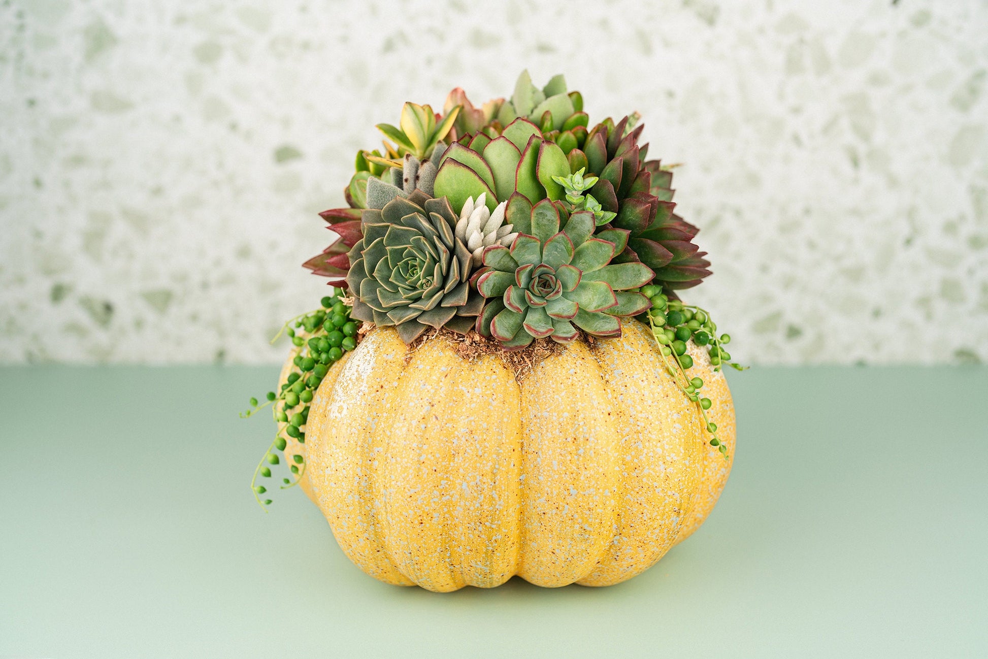 Yellow Large Succulent Pumpkin: Faux Pumpkin Trimmed with Living Succulents for Halloween, Fall Home Decor, Thanksgiving Centerpiece