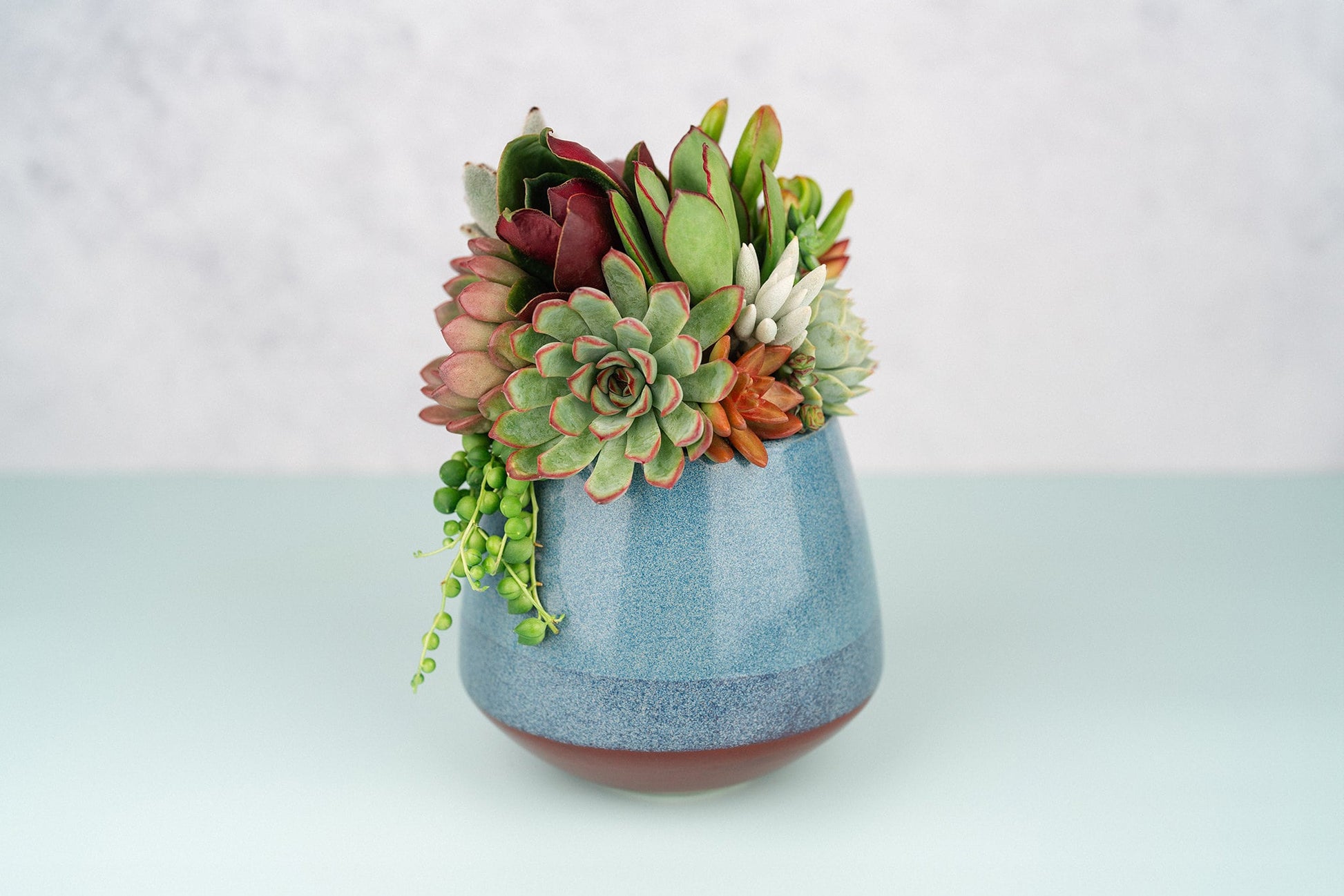 Navy Blue Succulent Arrangement in Spotted Planter