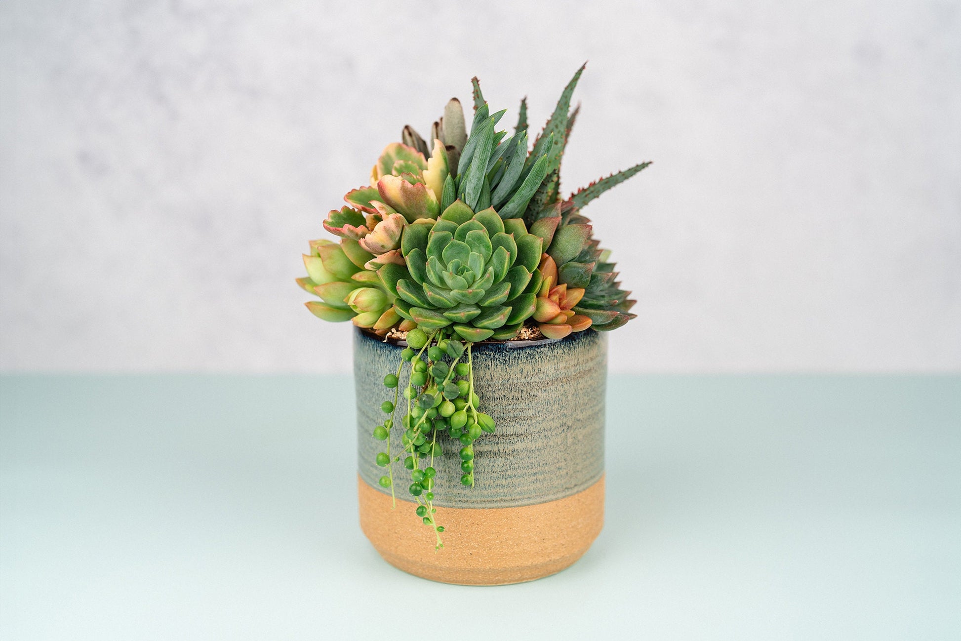 Two-Toned Blue & Terracotta Ceramic Succulent Arrangement Planter: Living Succulent Gift for Birthday, Thank you Gift, Housewarming Gift