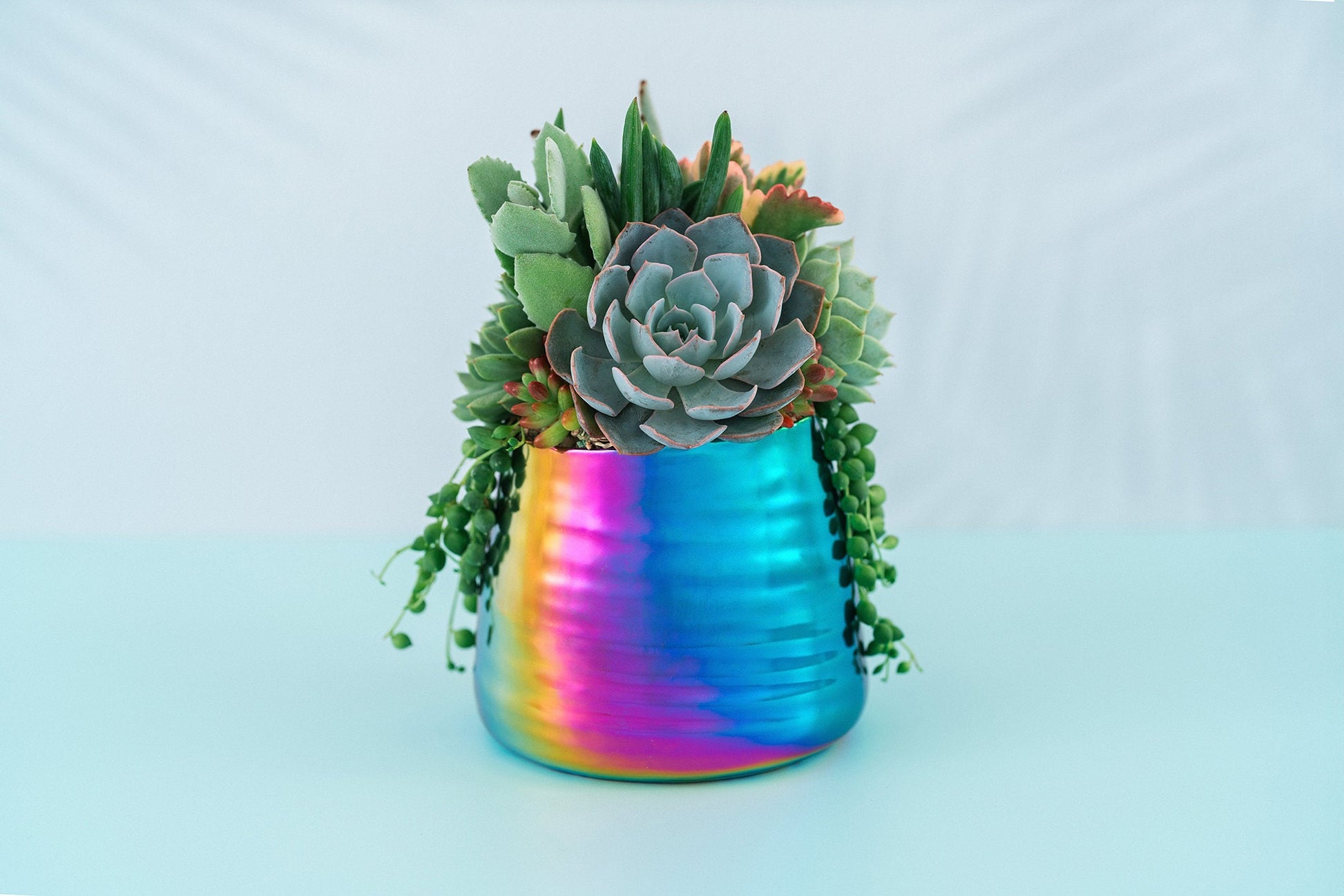 Iridescent Rainbow Succulent Arrangement Planter: Modern and Colorful Living Succulent Gift or Centerpiece