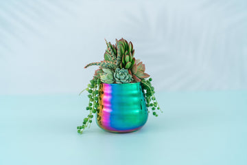 Small Iridescent Rainbow Succulent Arrangement Planter: Modern and Colorful Living Succulent Gift or Centerpiece