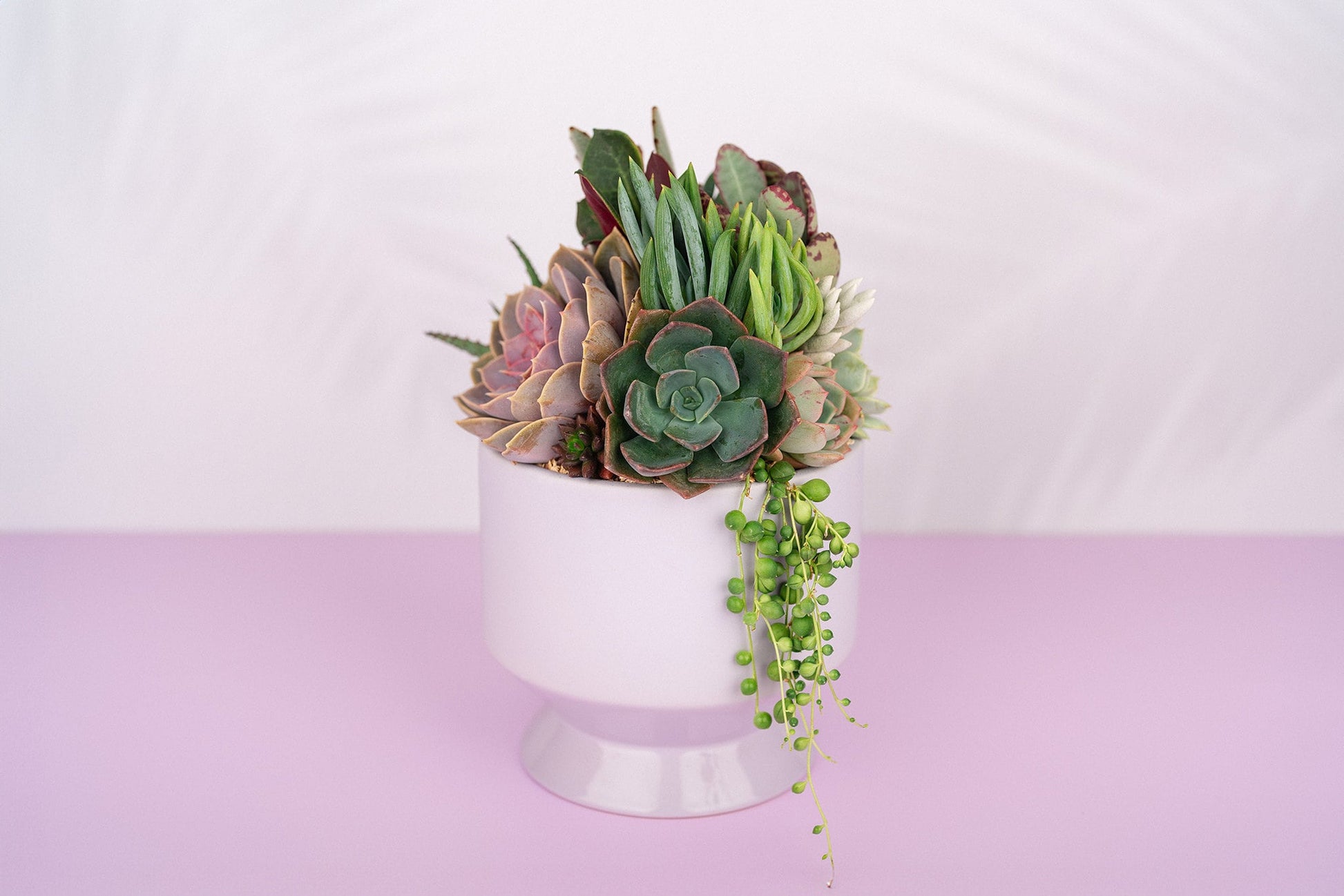 Light Purple (lilac) Footed Succulent Arrangement Planter: Living Succulent Gift, Centerpiece for Weddings and events, Housewarming Gift