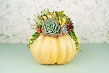 Yellow Large Succulent Pumpkin: Faux Pumpkin Trimmed with Living Succulents for Halloween, Fall Home Decor, Thanksgiving Centerpiece