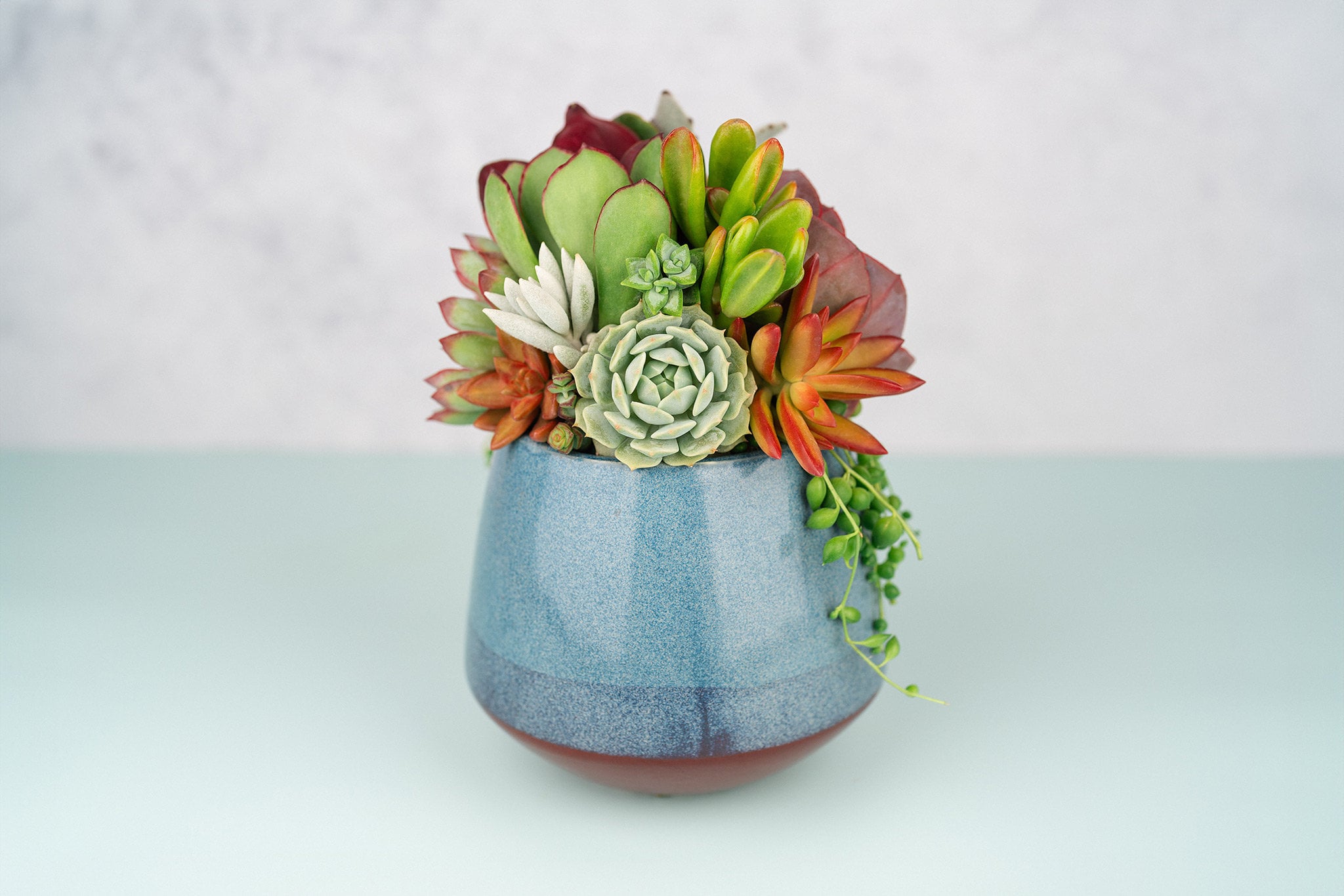 Navy Blue Succulent Arrangement in Spotted Planter