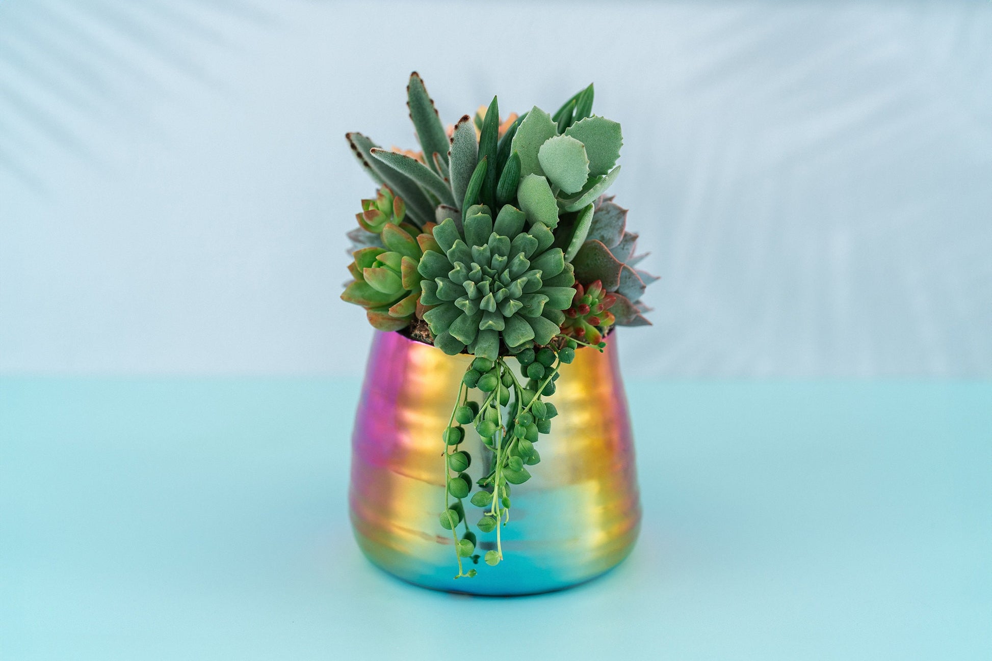 Iridescent Rainbow Succulent Arrangement Planter: Modern and Colorful Living Succulent Gift or Centerpiece
