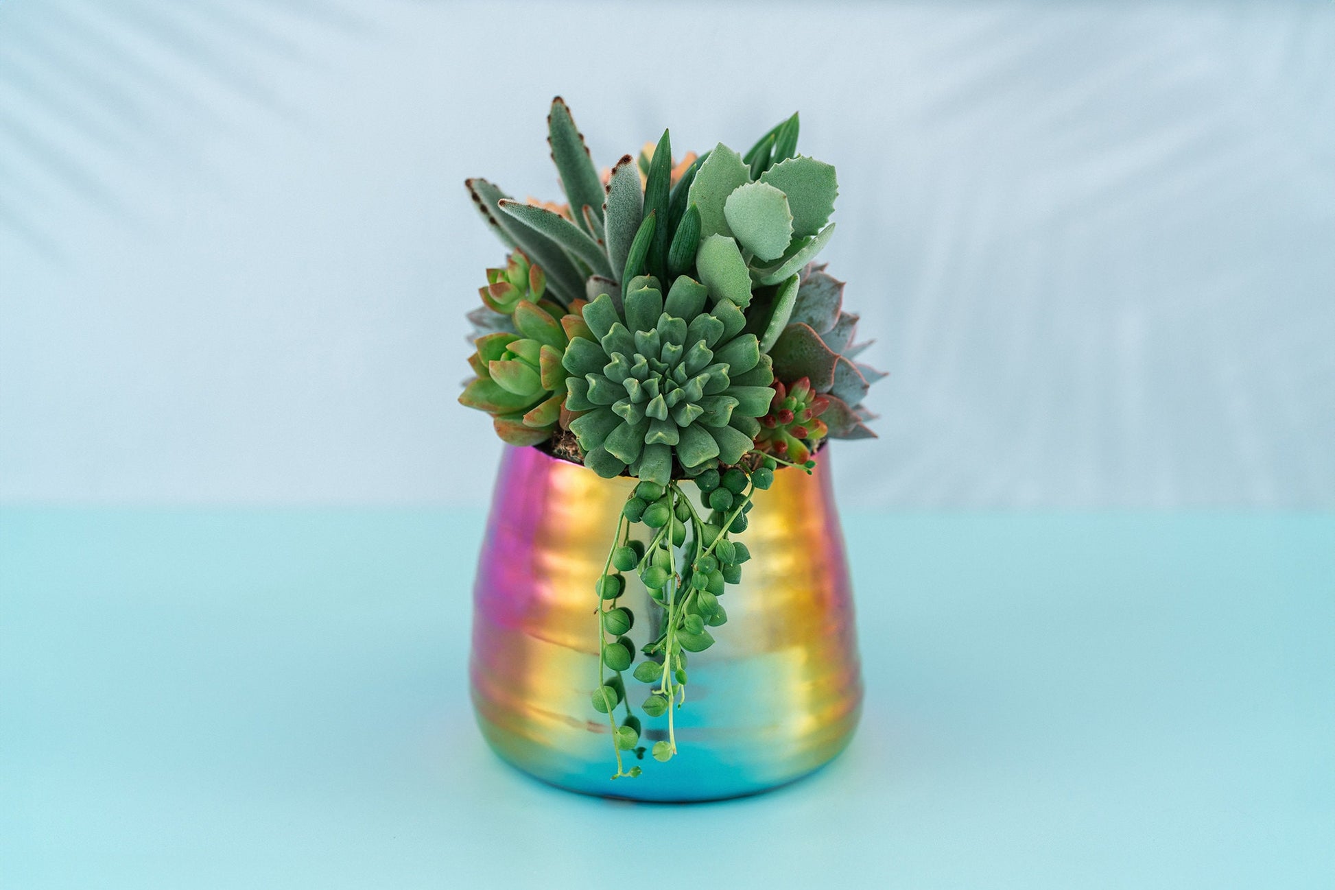 rainbow colorful succulents Iridescent Rainbow Succulent Arrangement Planter