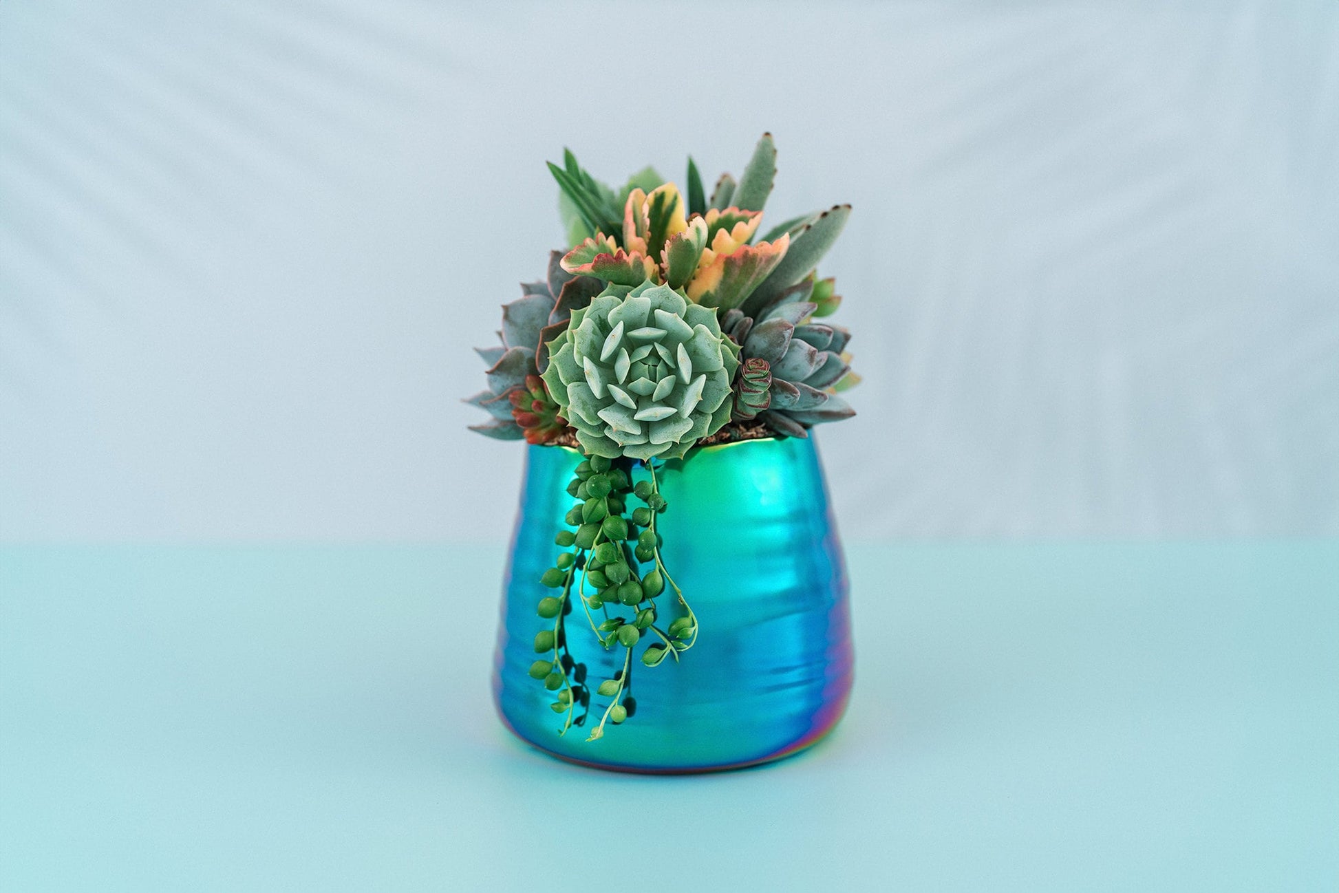 rainbow succulents for sale Iridescent Rainbow Succulent Arrangement Planter