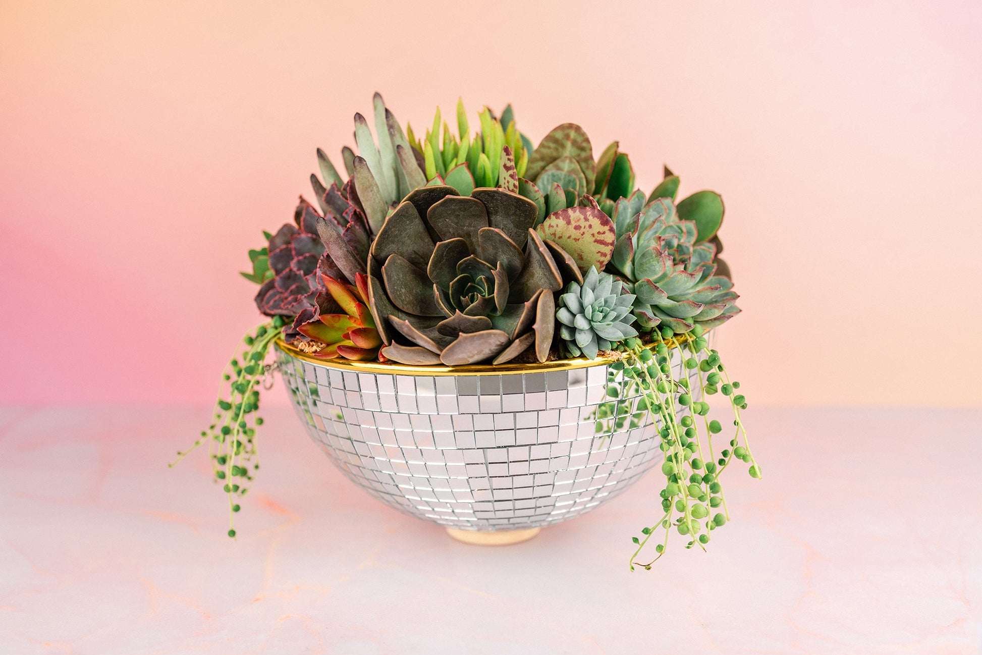 tabletop succulent arrangements Disco Bowl Succulent Arrangement Planter- Hang or Tabletop Decor