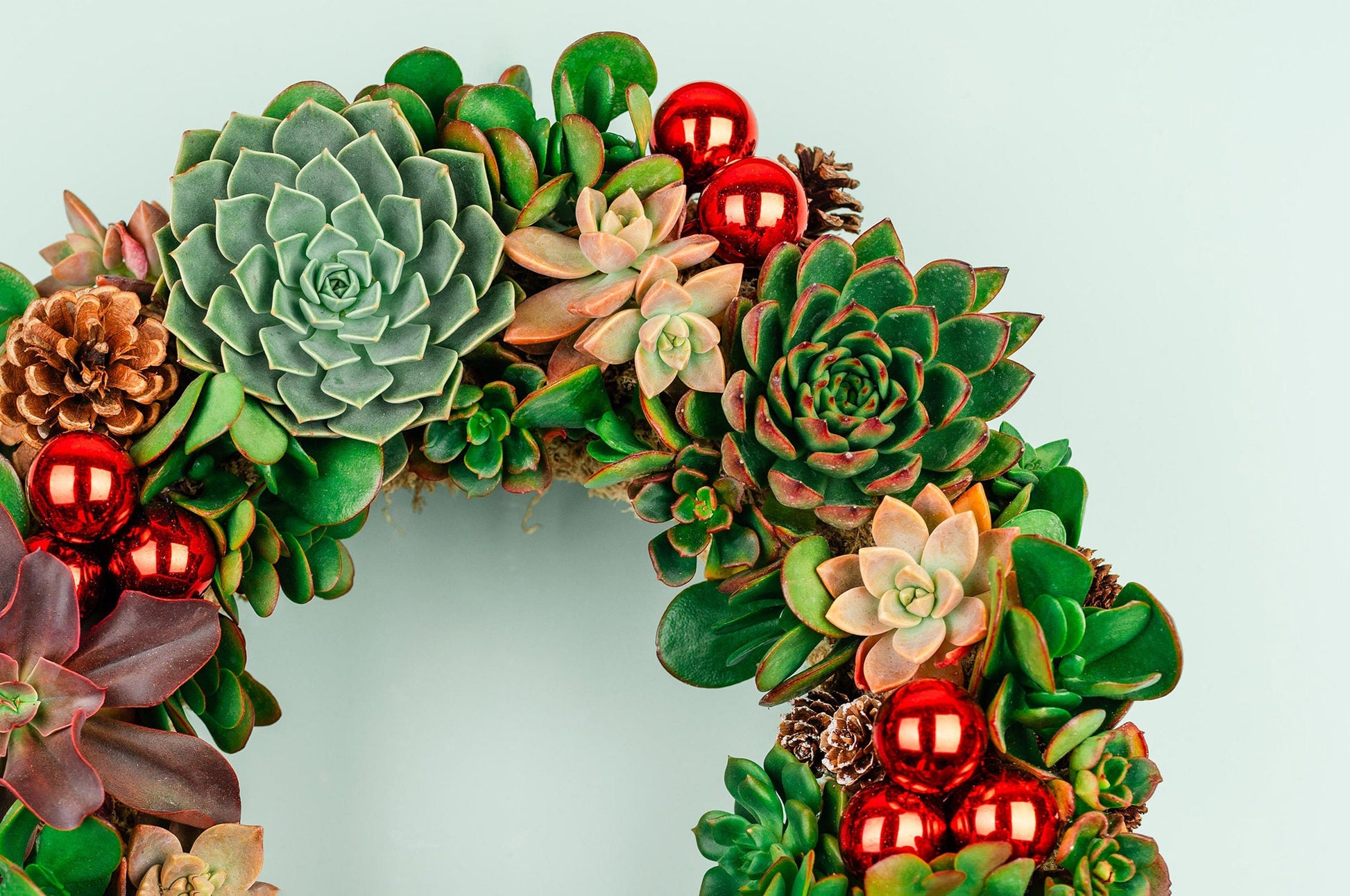 succulent christmas wreath Christmas Succulent Wreath with Living Green and Red Plants, Ornaments, and Pine Cones