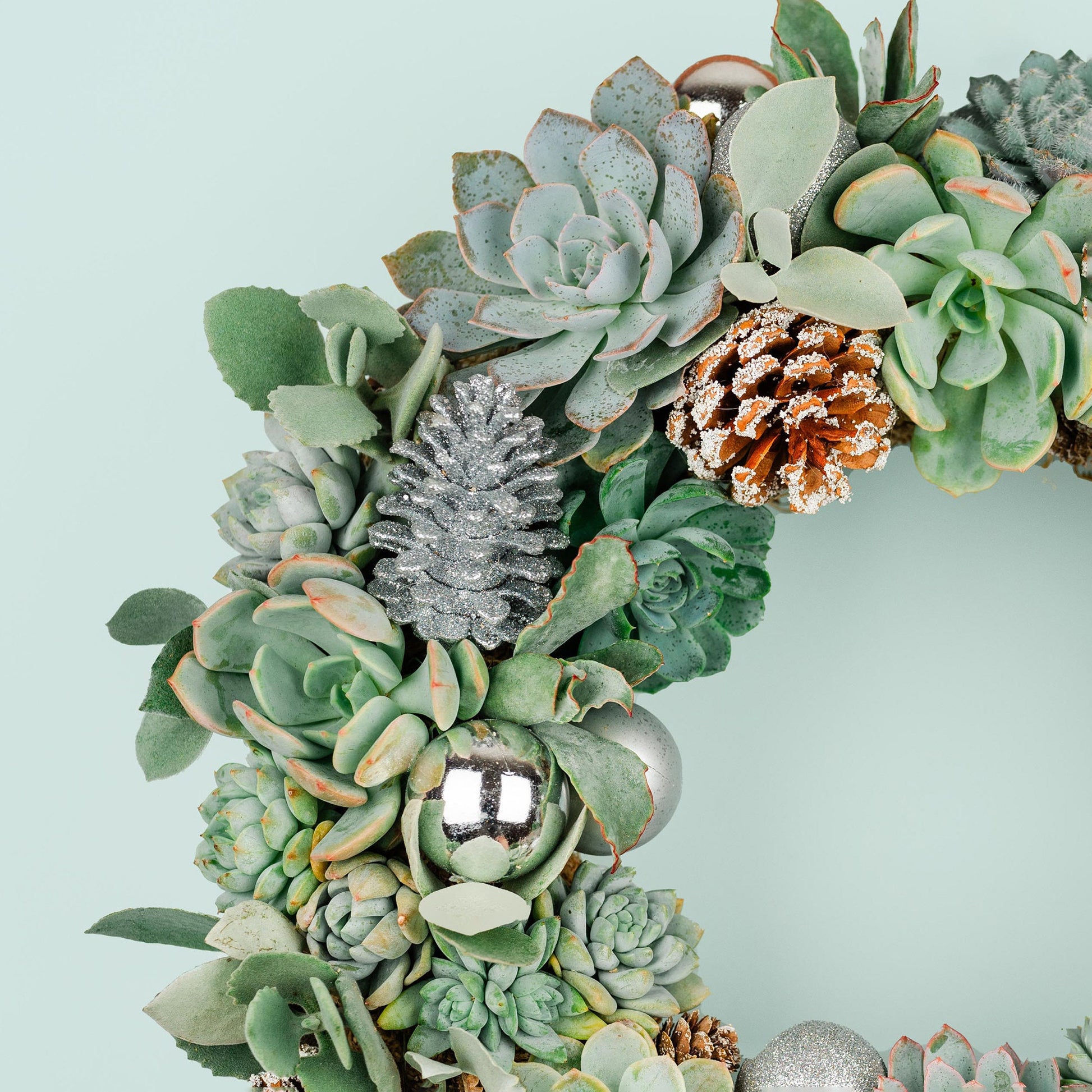 Winter Christmas Holiday Succulent Wreath with Living Plants in Blue-Green, Silver Ornaments, and Glitter Pine Cones for Front Door Entry