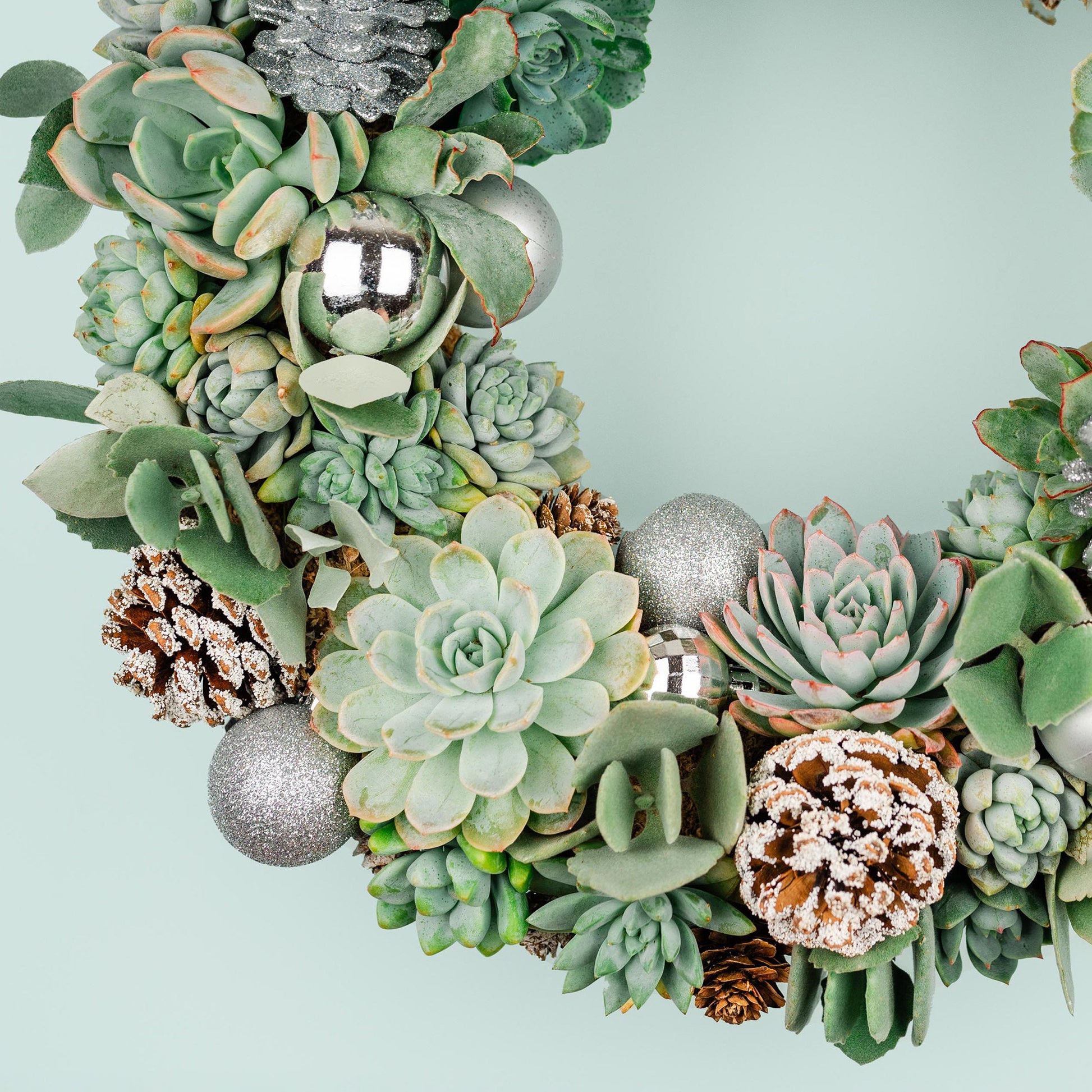 succulent christmas ornaments Winter Christmas Holiday Succulent Wreath with Living Plants in Blue-G