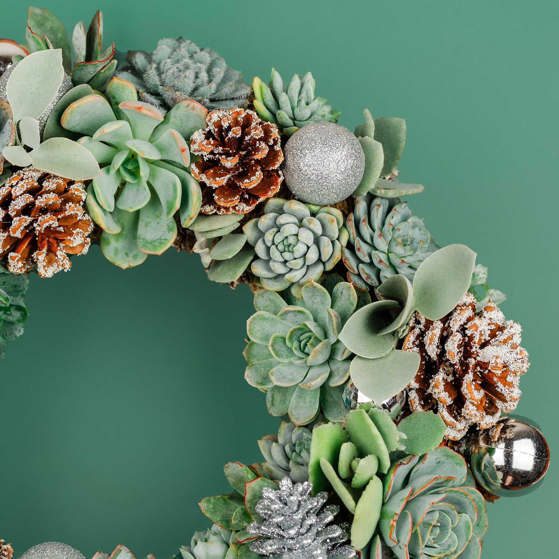 Winter Christmas Holiday Succulent Wreath with Living Plants in Blue-Green, Silver Ornaments, and Glitter Pine Cones for Front Door Entry