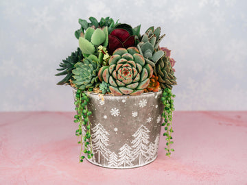 White Christmas Winter Holiday Succulent Planter Arrangement: Living Succulent Gift for the Holidays or Centerpiece Decor