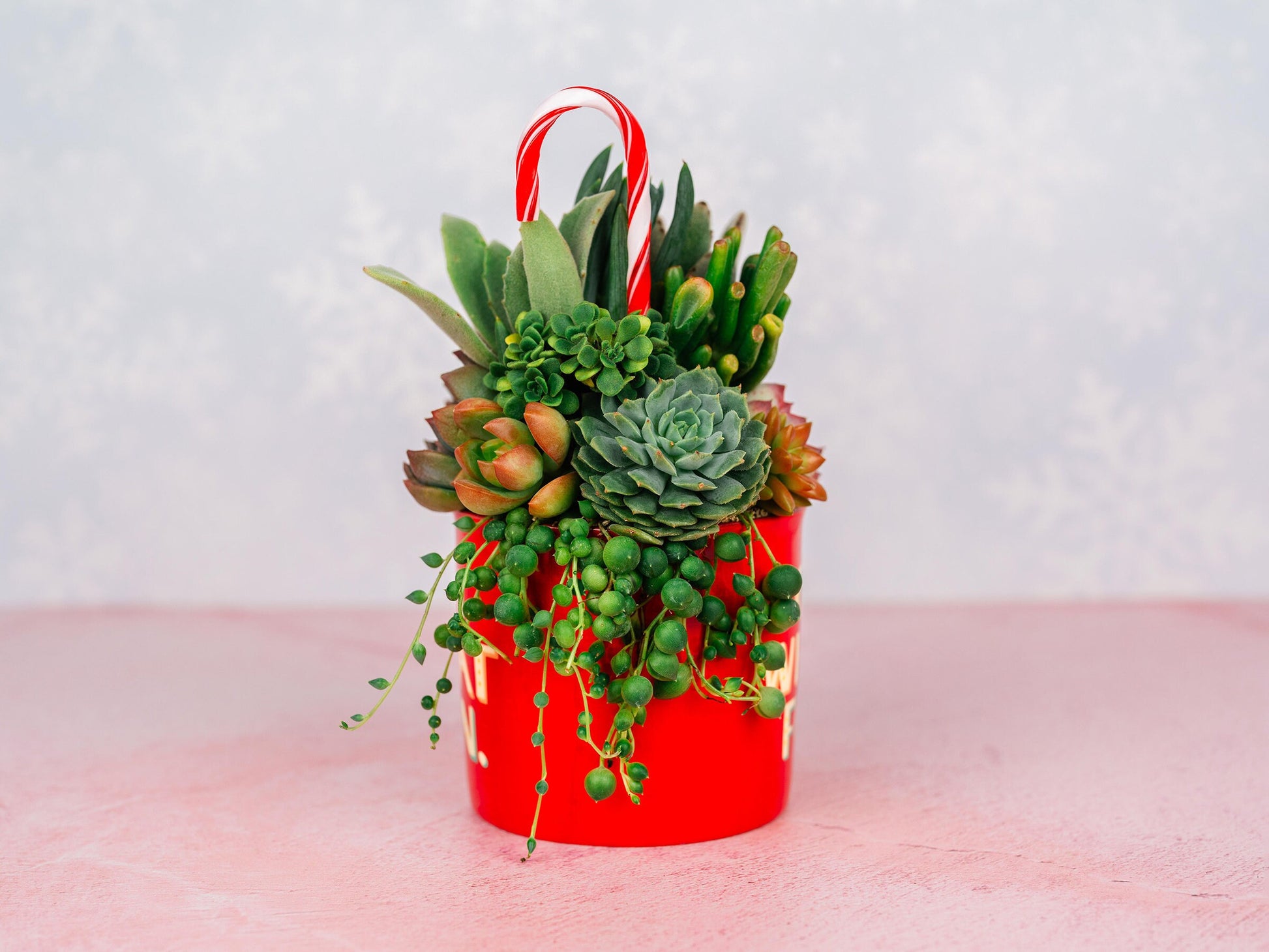 Red Candy Cane Christmas Mug Succulent Holiday Arrangement- Oh What Fun- Bursting with Living Succulents for Holiday Gift or Home Decor