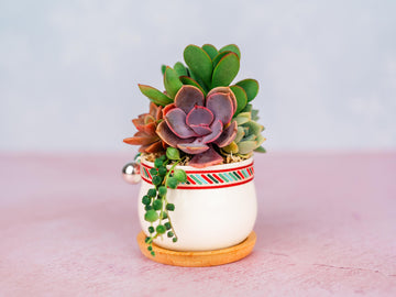 Mini Holiday Succulent Arrangement with Christmas Decor- Small Festive Client Gift, Party Favor, House Warming Gift for Plant Lovers