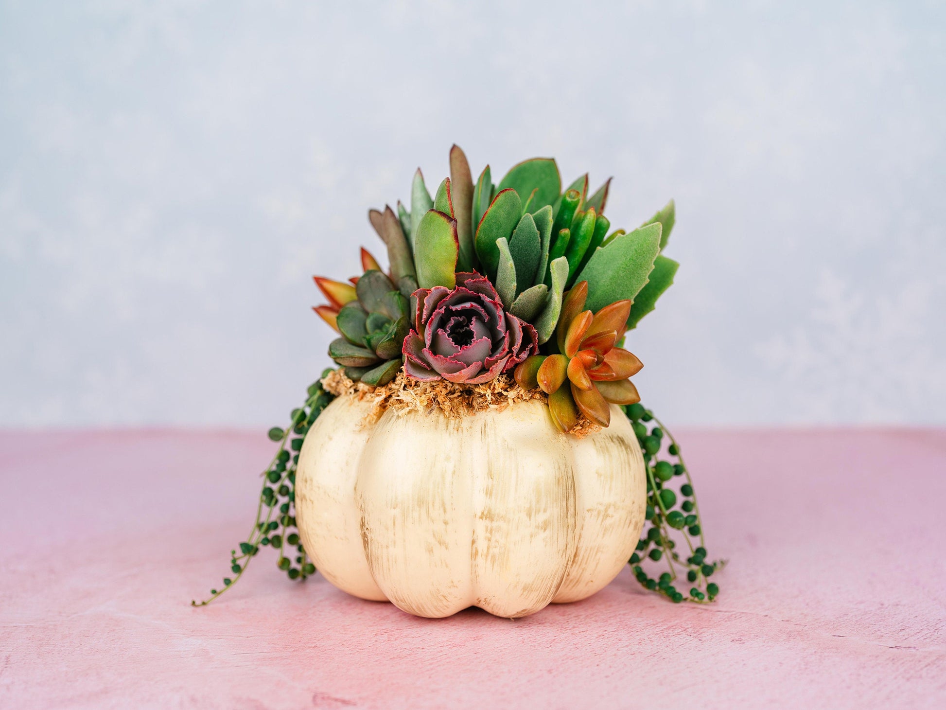 Cream and Gold Succulent Pumpkin: Faux Pumpkin Trimmed with Living Succulents for Halloween, Fall Home Decor, Thanksgiving Centerpiece