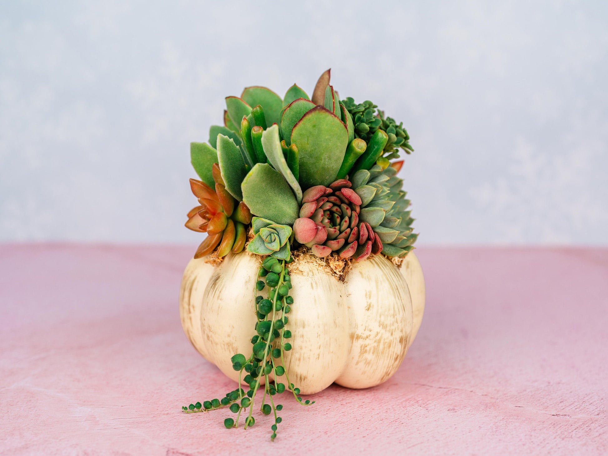 Cream and Gold Succulent Pumpkin: Faux Pumpkin Trimmed with Living Succulents for Halloween, Fall Home Decor, Thanksgiving Centerpiece