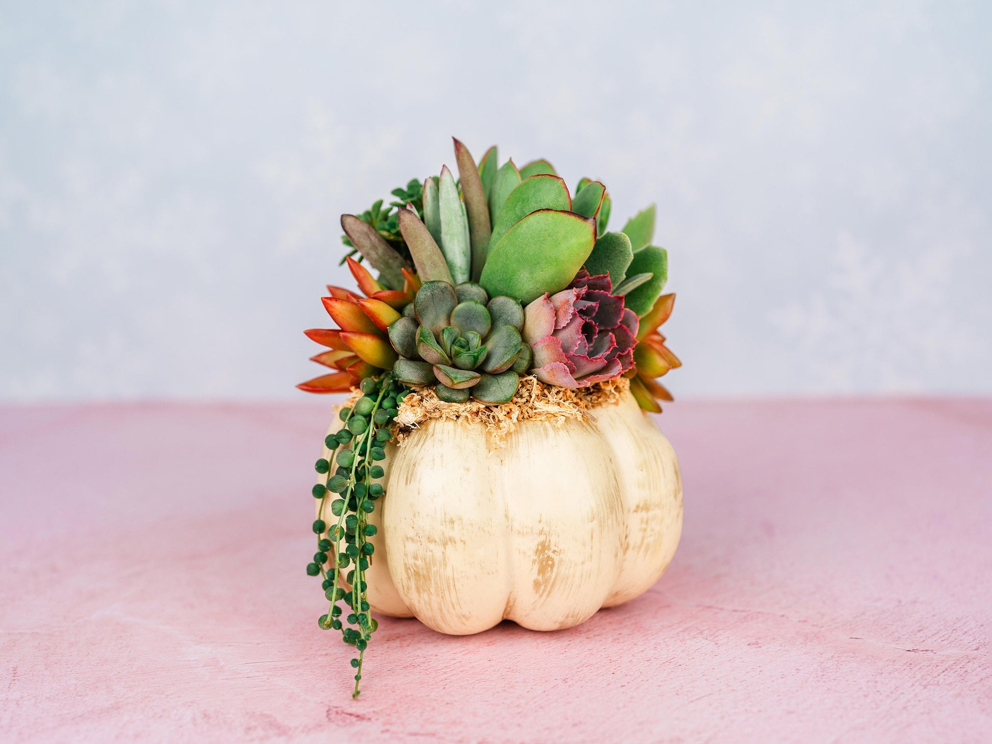 Cream and Gold Succulent Pumpkin: Faux Pumpkin Trimmed with Living Succulents for Halloween, Fall Home Decor, Thanksgiving Centerpiece