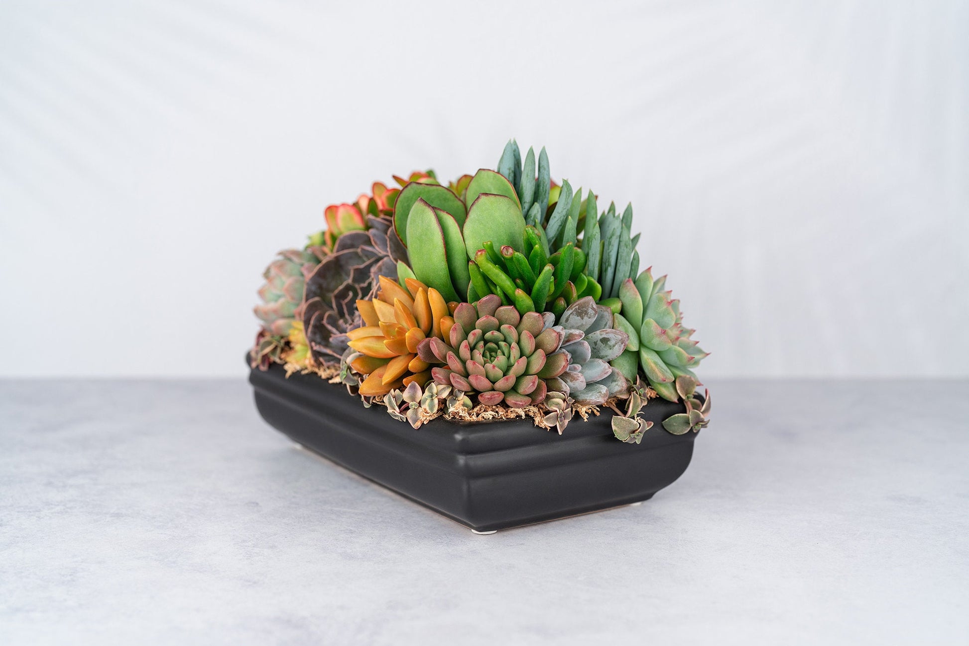 Low Profile Blac Succulent Arrangement Planter: Modern Living Succulent Gift in Ceramic Container, Centerpiece for Weddings & Events