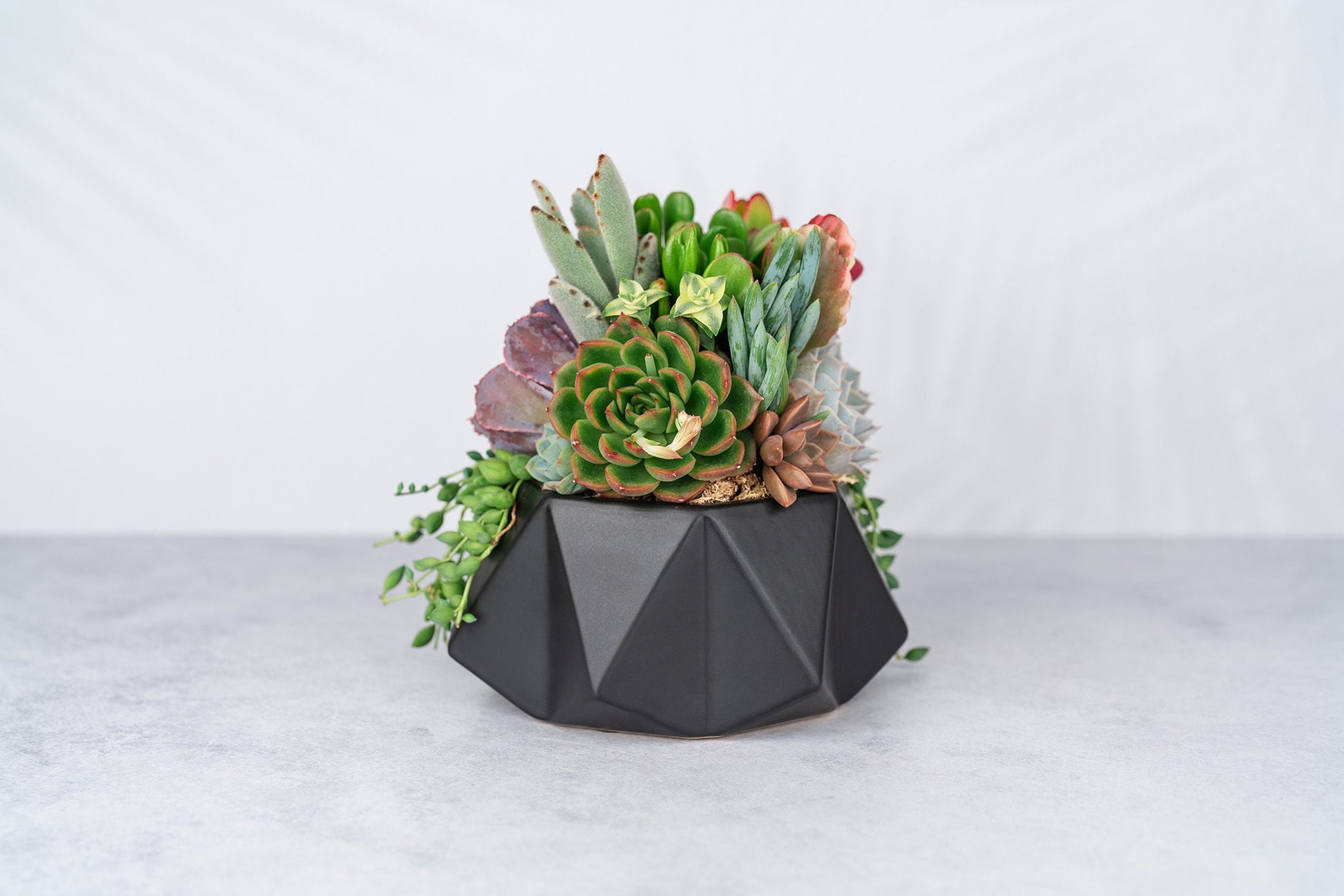 Geometric Black Bowl Succulent Arrangement Planter: Living Succulent Gift or Centerpiece for Weddings and Events