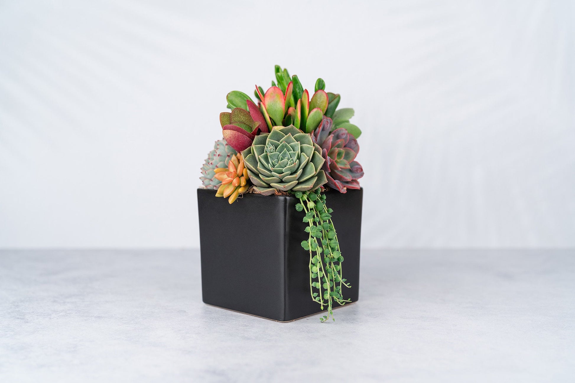 Black Cube Ceramic Succulent Arrangement Planter: Modern Living Succulent Gift or Centerpiece for Weddings & Events