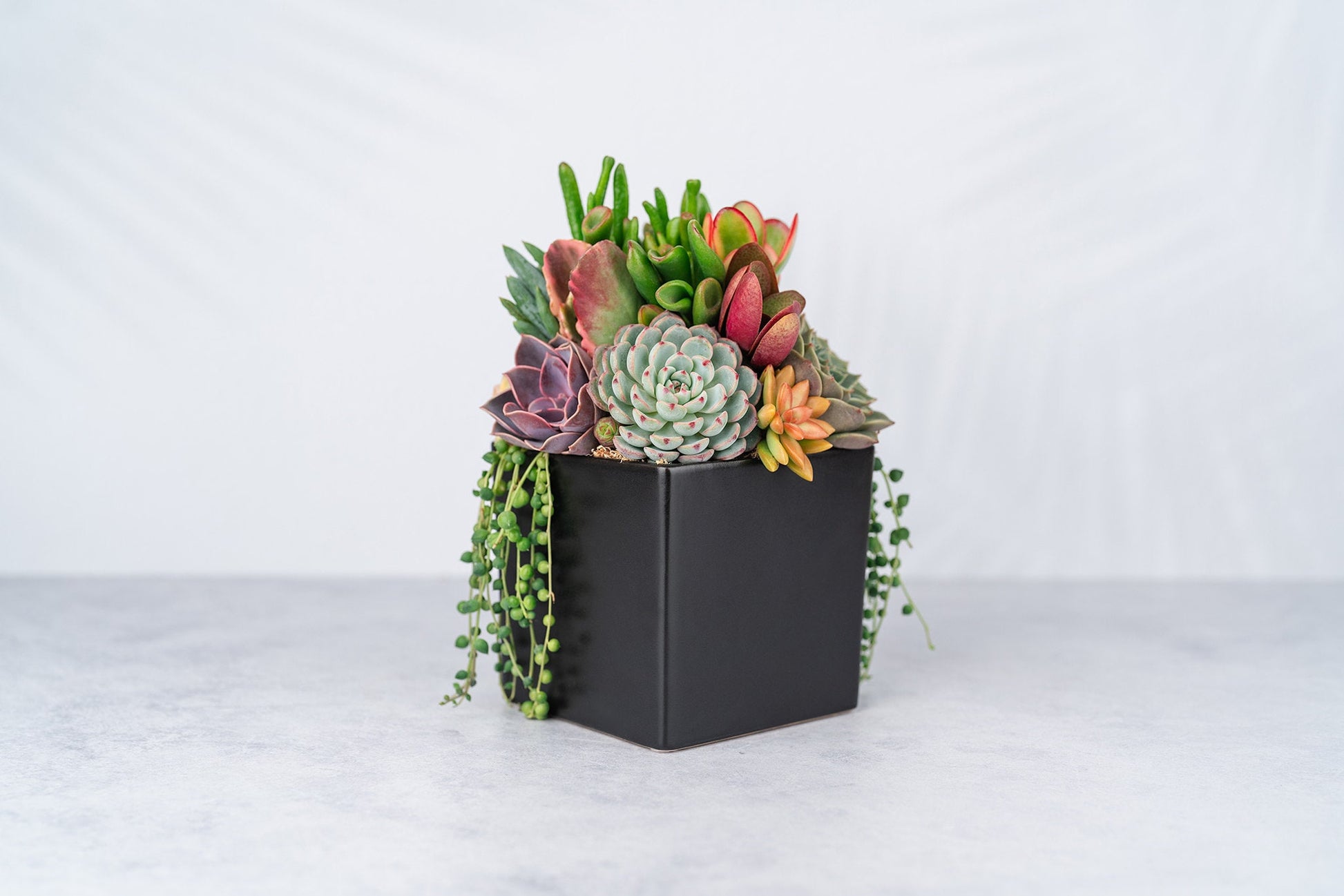 Black Cube Ceramic Succulent Arrangement Planter: Modern Living Succulent Gift or Centerpiece for Weddings & Events