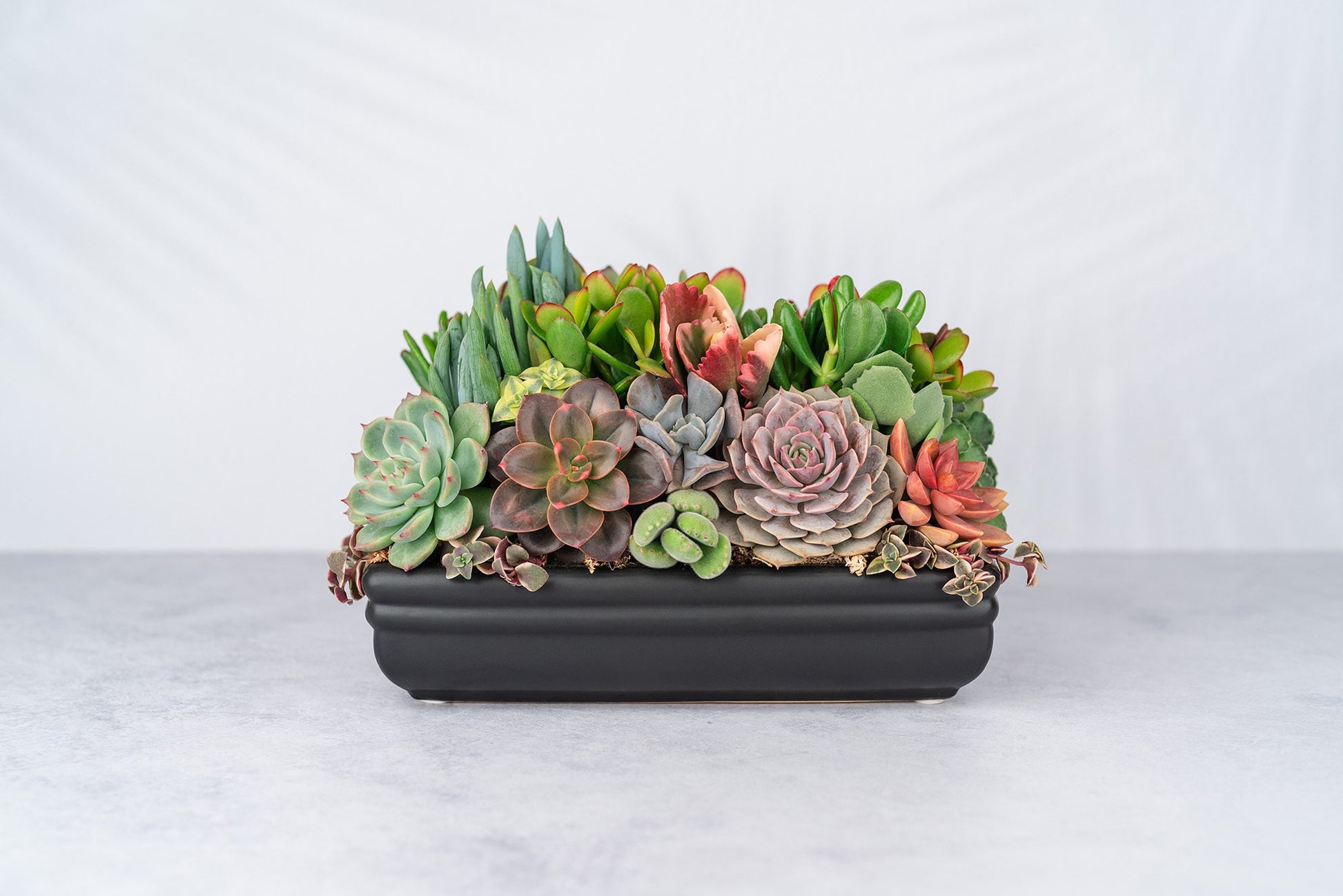 Low Profile Blac Succulent Arrangement Planter: Modern Living Succulent Gift in Ceramic Container, Centerpiece for Weddings & Events