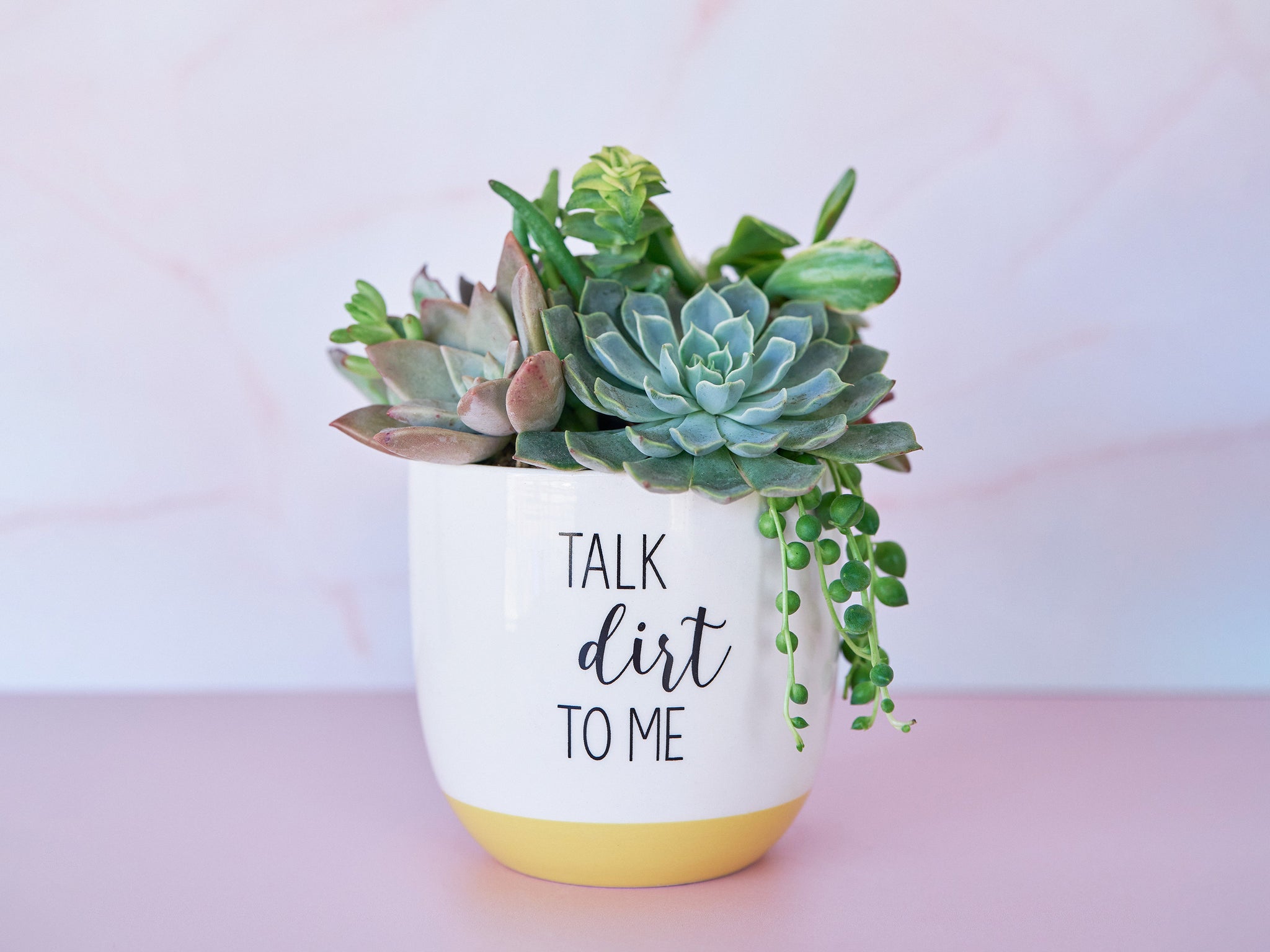 Talk Dirt to Me Container Succulent Arrangement